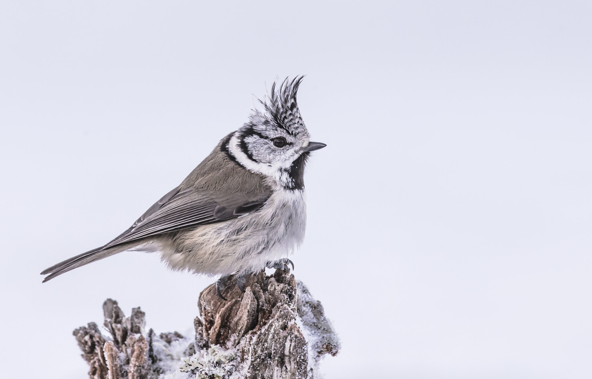 Canon EOS-1D X Mark II + Canon EF 400mm F4.0 DO IS USM sample photo. The fonz photography