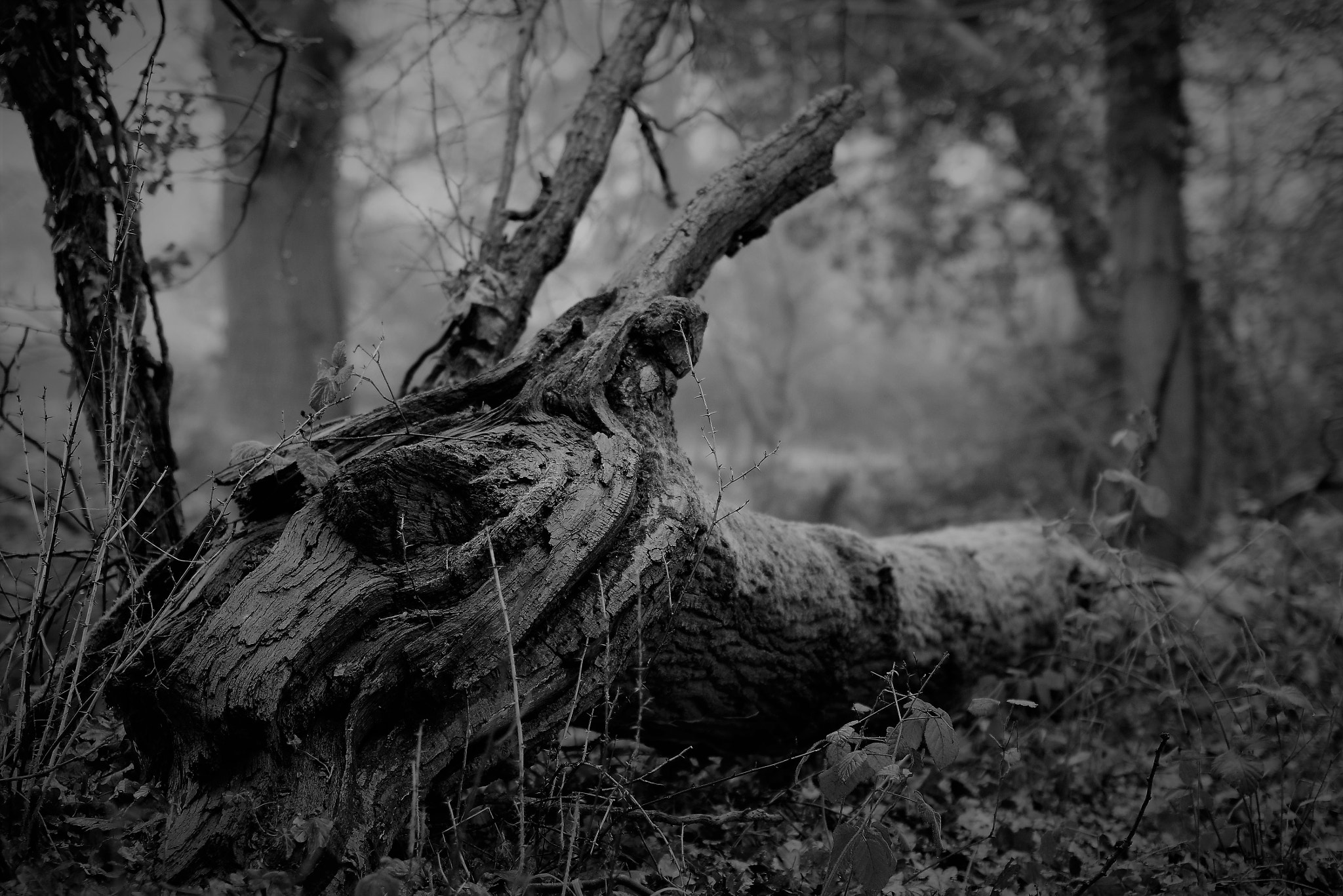 Nikon D3300 + Sigma 50mm F1.4 EX DG HSM sample photo. Tree monster photography