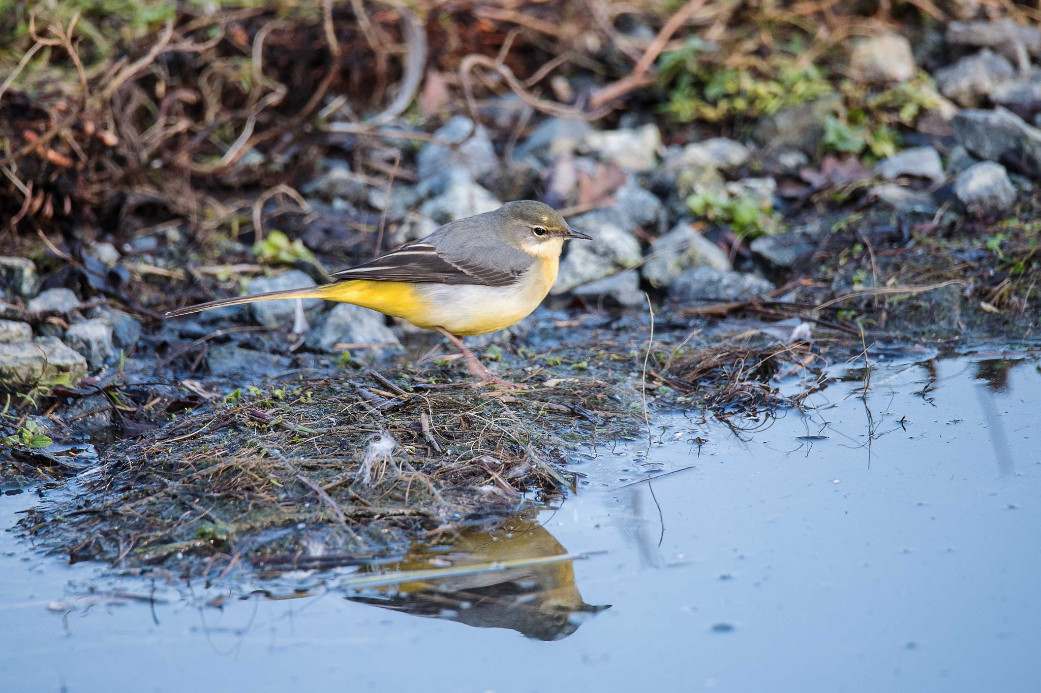 Nikon D750 + Sigma 150-600mm F5-6.3 DG OS HSM | S sample photo. Grey wagtail photography