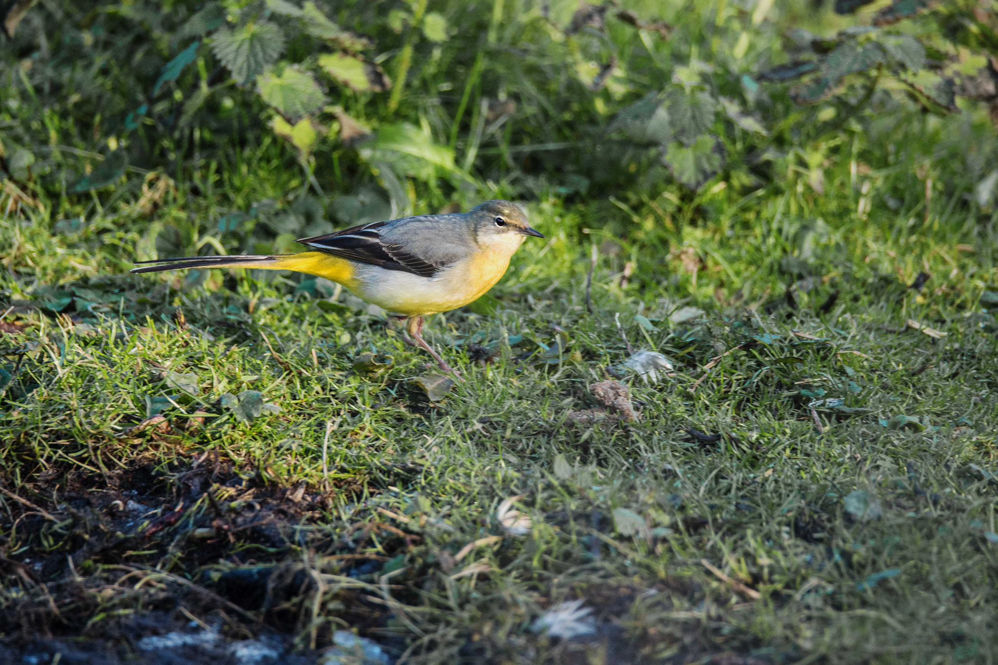 Sigma 150-600mm F5-6.3 DG OS HSM | S sample photo. Grey wagtail photography