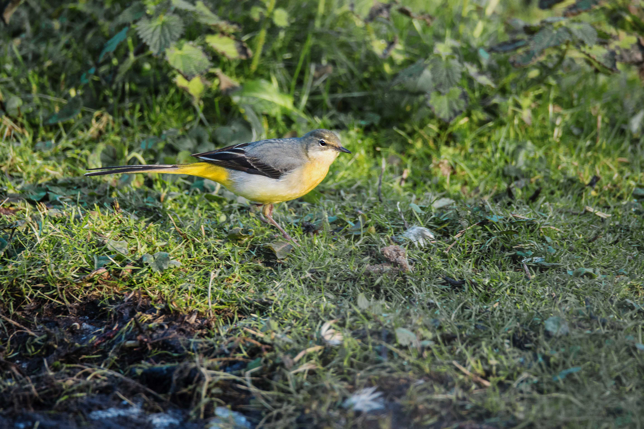 Nikon D750 + Sigma 150-600mm F5-6.3 DG OS HSM | S sample photo. Grey wagtail photography