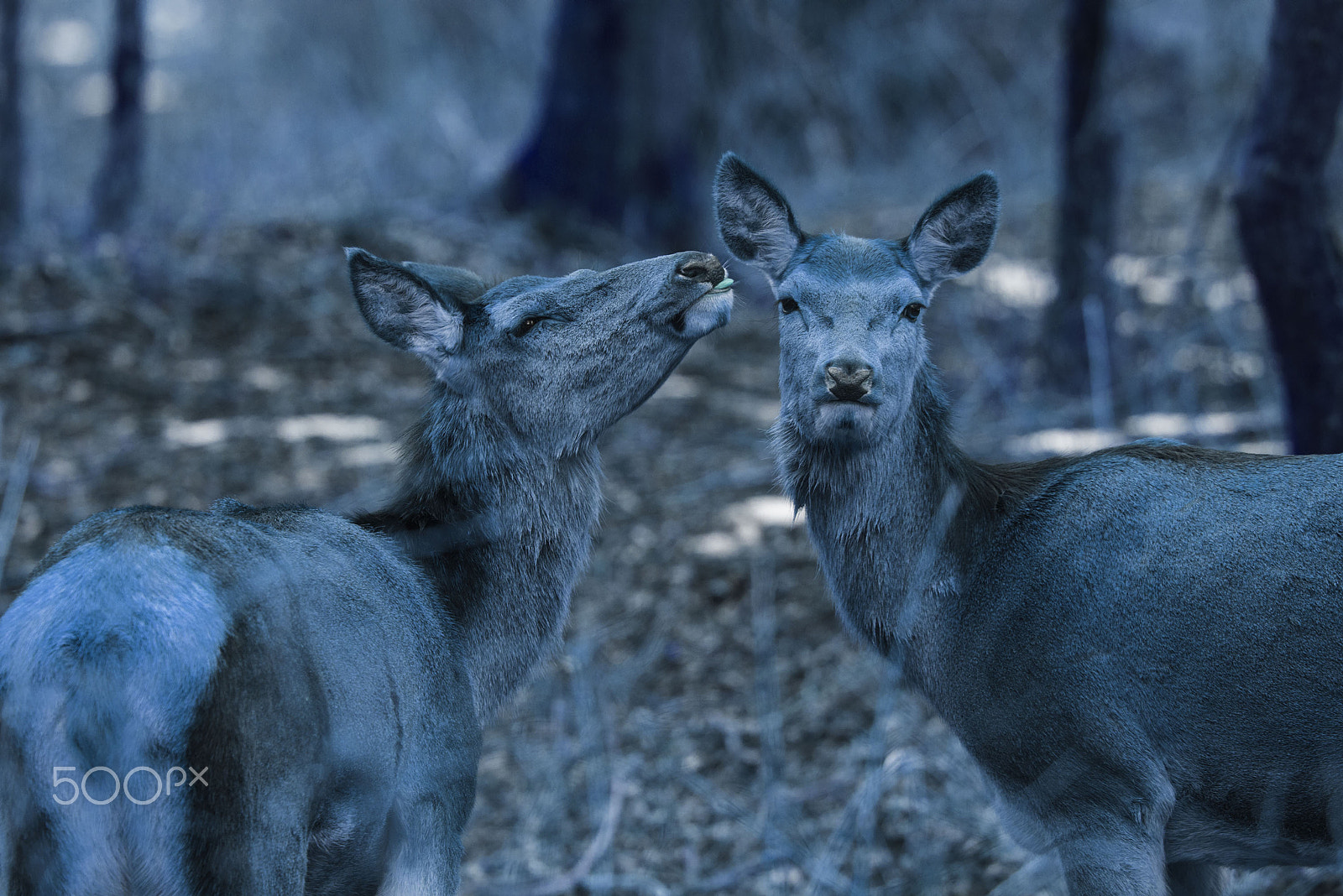 Nikon D800 + Nikon AF-S Nikkor 500mm F4G ED VR sample photo. Tenderness photography