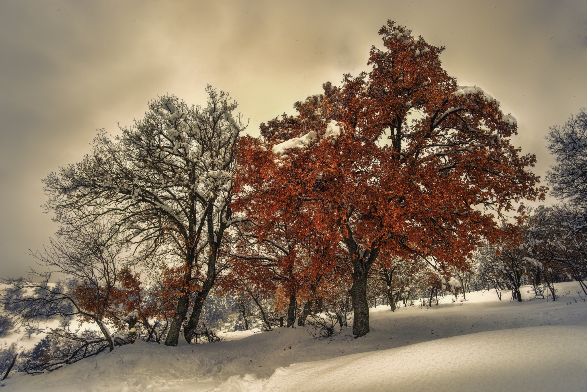 smc PENTAX-F 35-70mm F3.5-4.5 sample photo. Autumn in winter photography