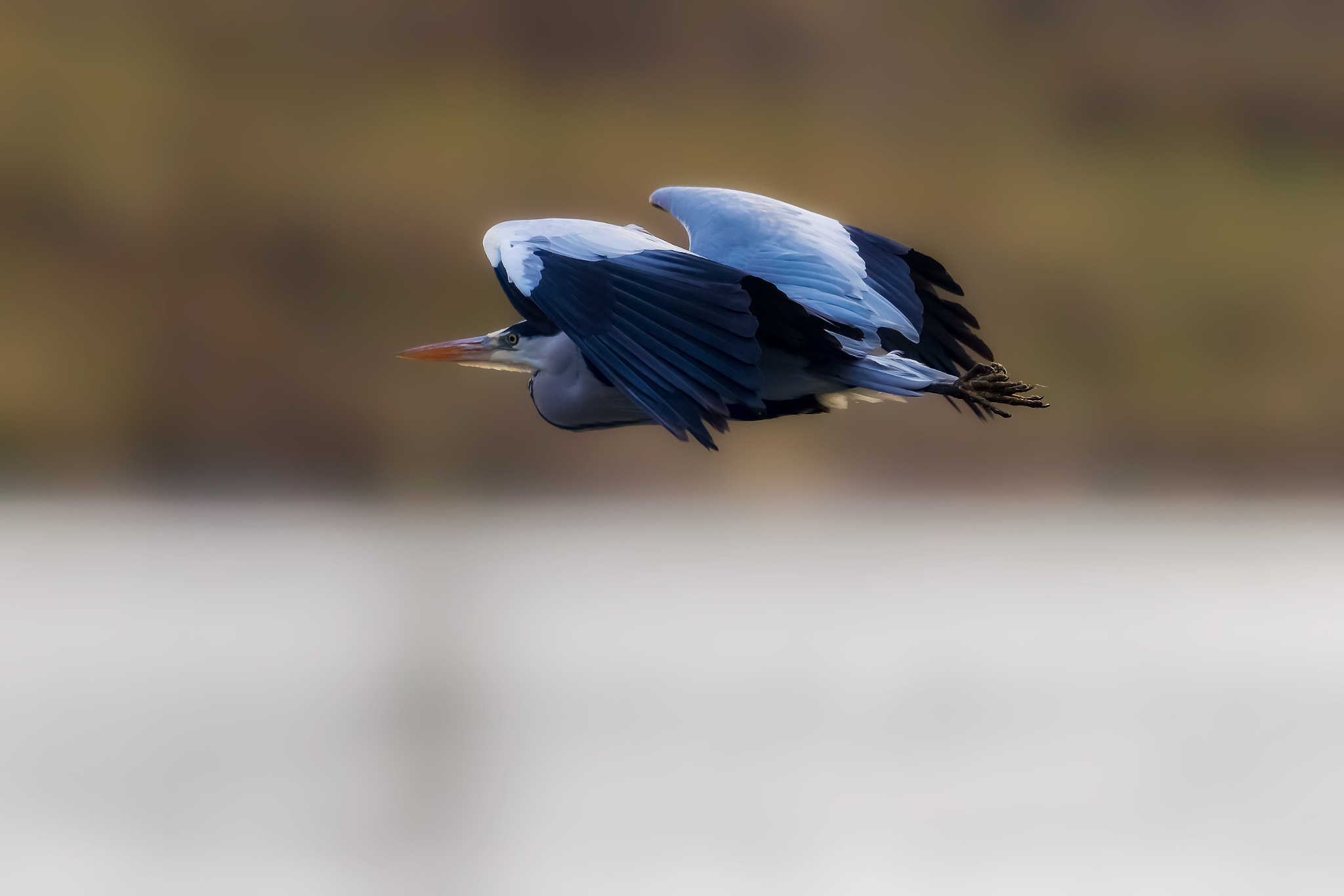 Canon EOS-1D X Mark II + Canon EF 400mm F2.8L IS II USM sample photo. Flying grey heron photography