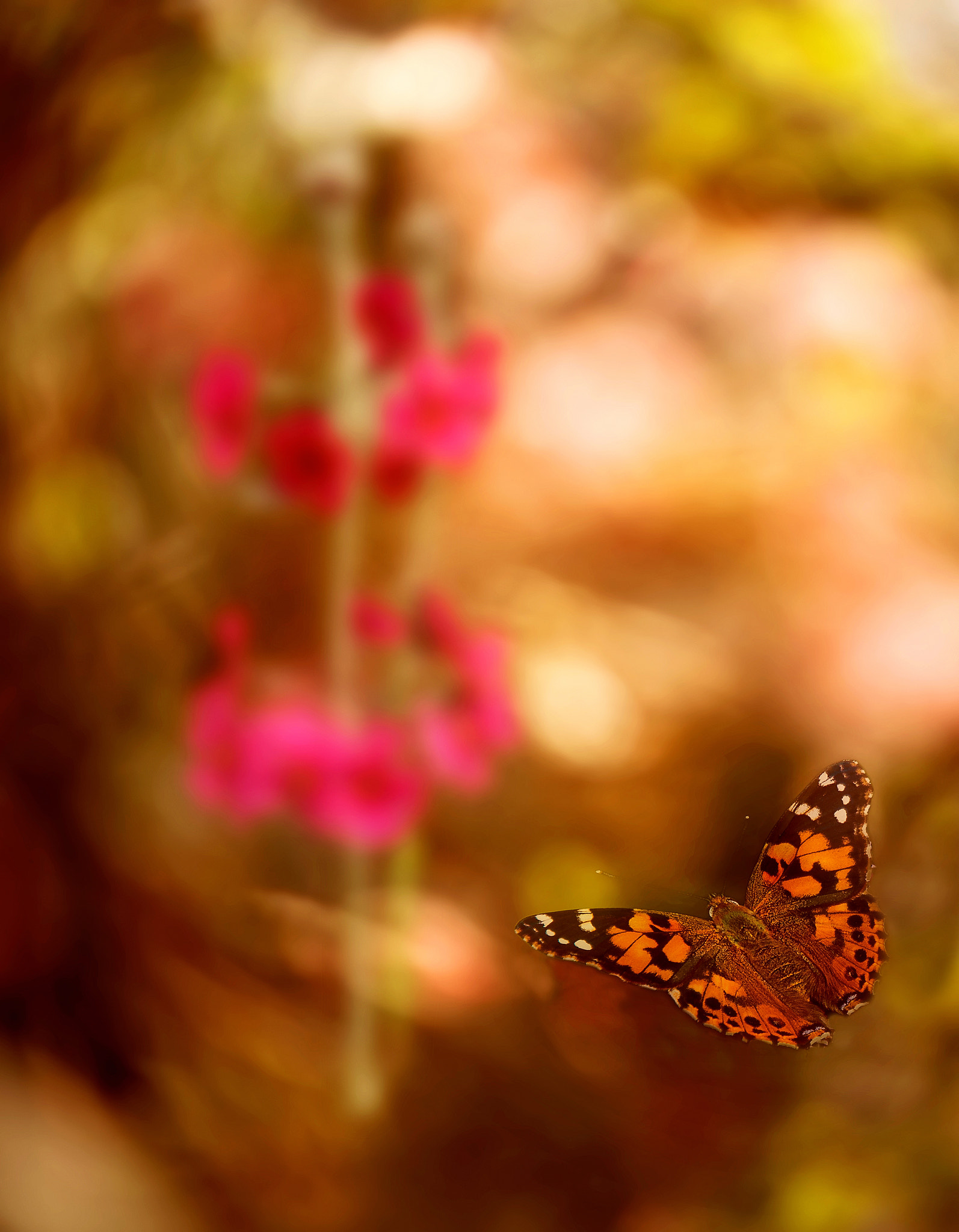 Nikon D750 + Nikon AF-S DX Nikkor 35mm F1.8G sample photo. Distant objects of desire photography