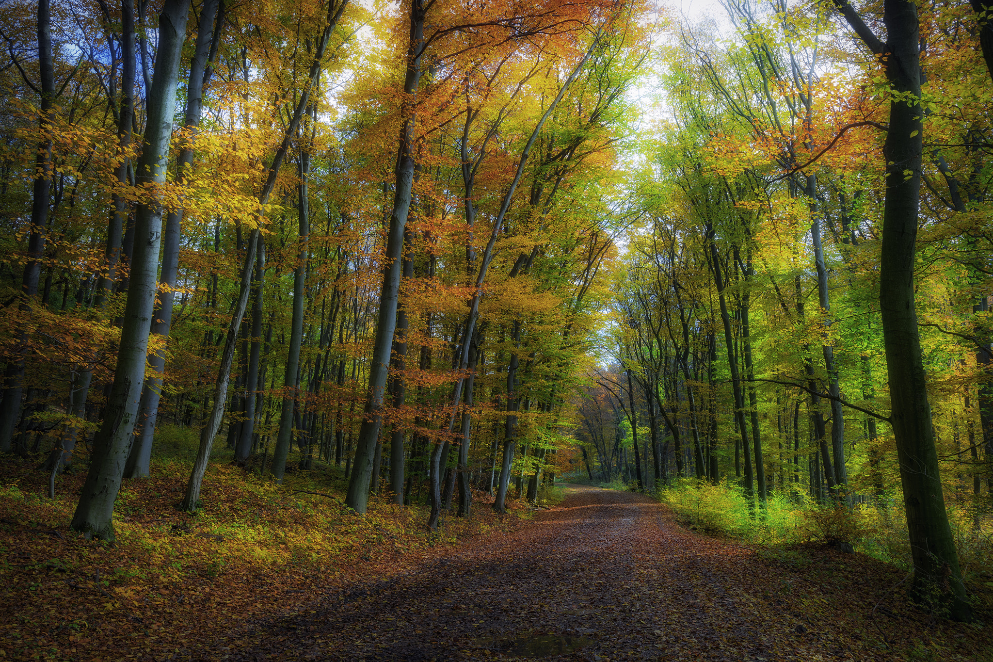 Nikon D5300 + Sigma 18-35mm F1.8 DC HSM Art sample photo. Autumn colors photography