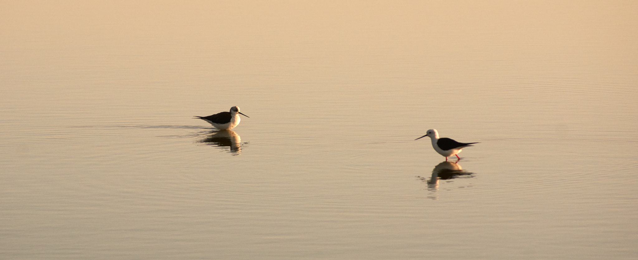 Sony SLT-A65 (SLT-A65V) + Sony DT 55-200mm F4-5.6 SAM sample photo. The birds in the saltern photography