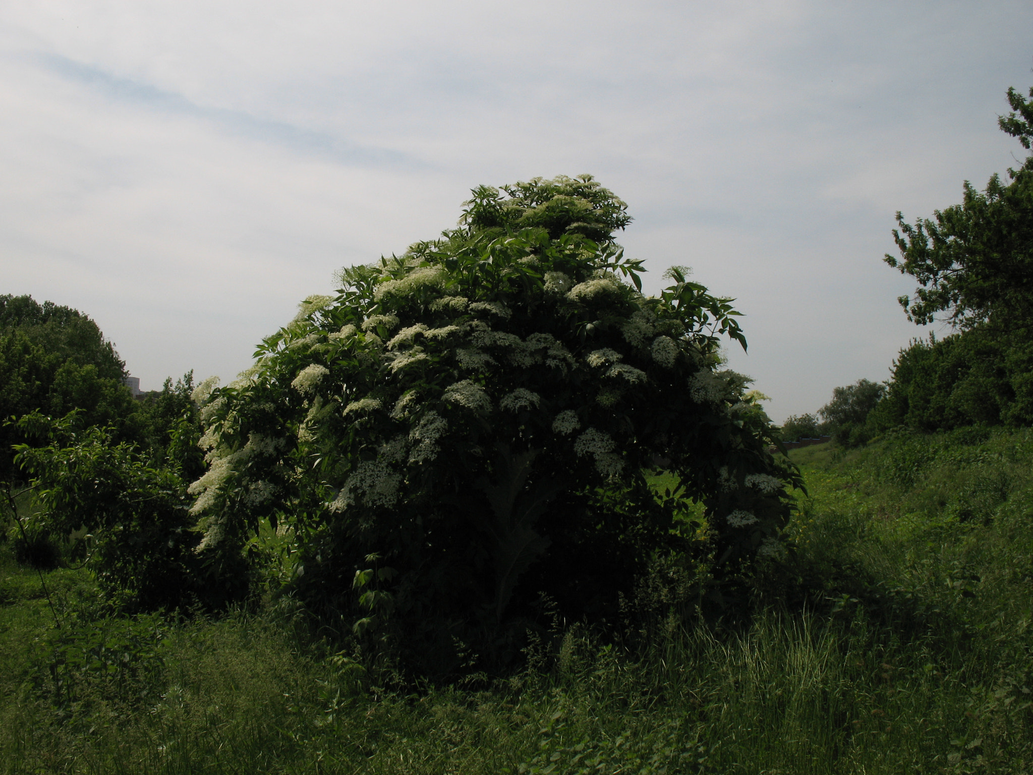 Canon POWERSHOT A630 sample photo. Wild field. rostov-on-don. photography