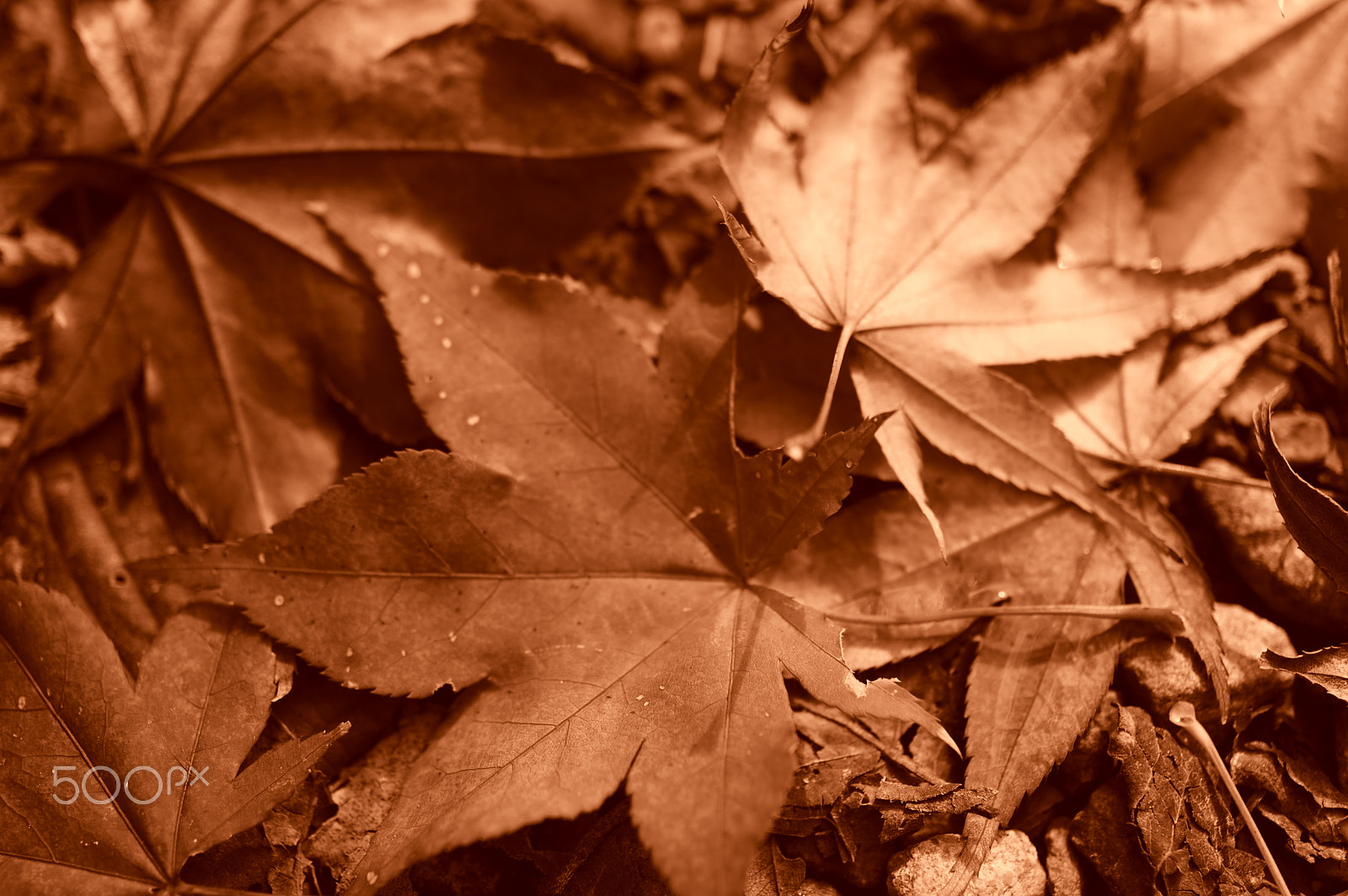 Pentax K-3 sample photo. Autumn leaves photography