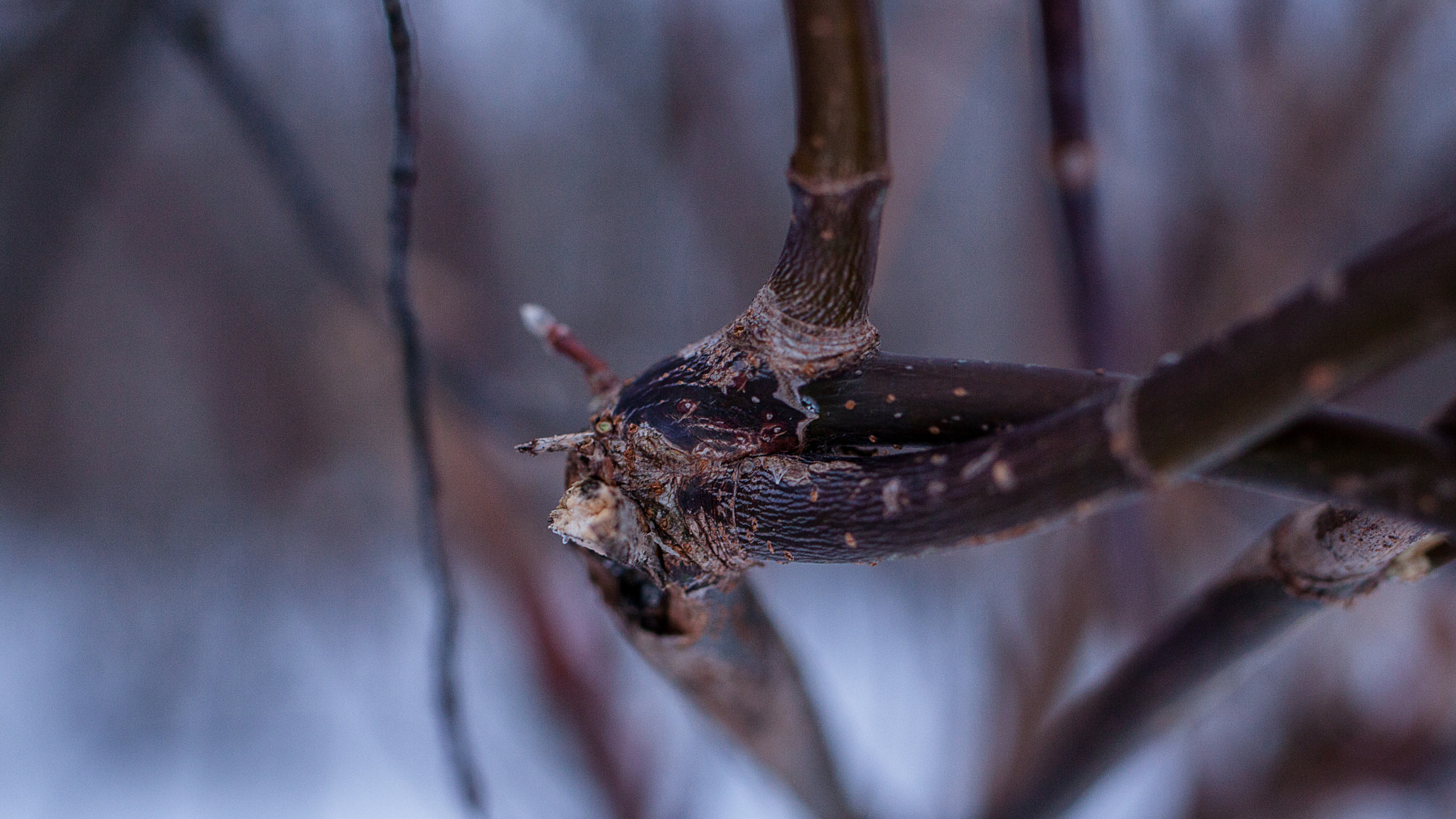 Tamron SP 45mm F1.8 Di VC USD sample photo. Img photography