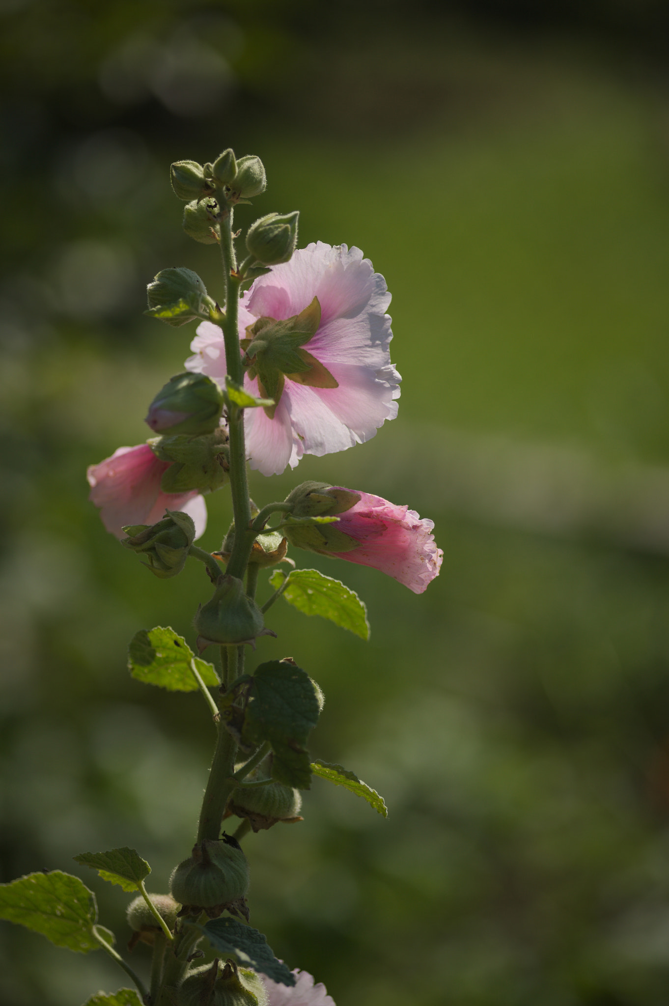 Canon EOS 5D + Sigma 105mm F2.8 EX DG Macro sample photo. Img_2493.jpg photography