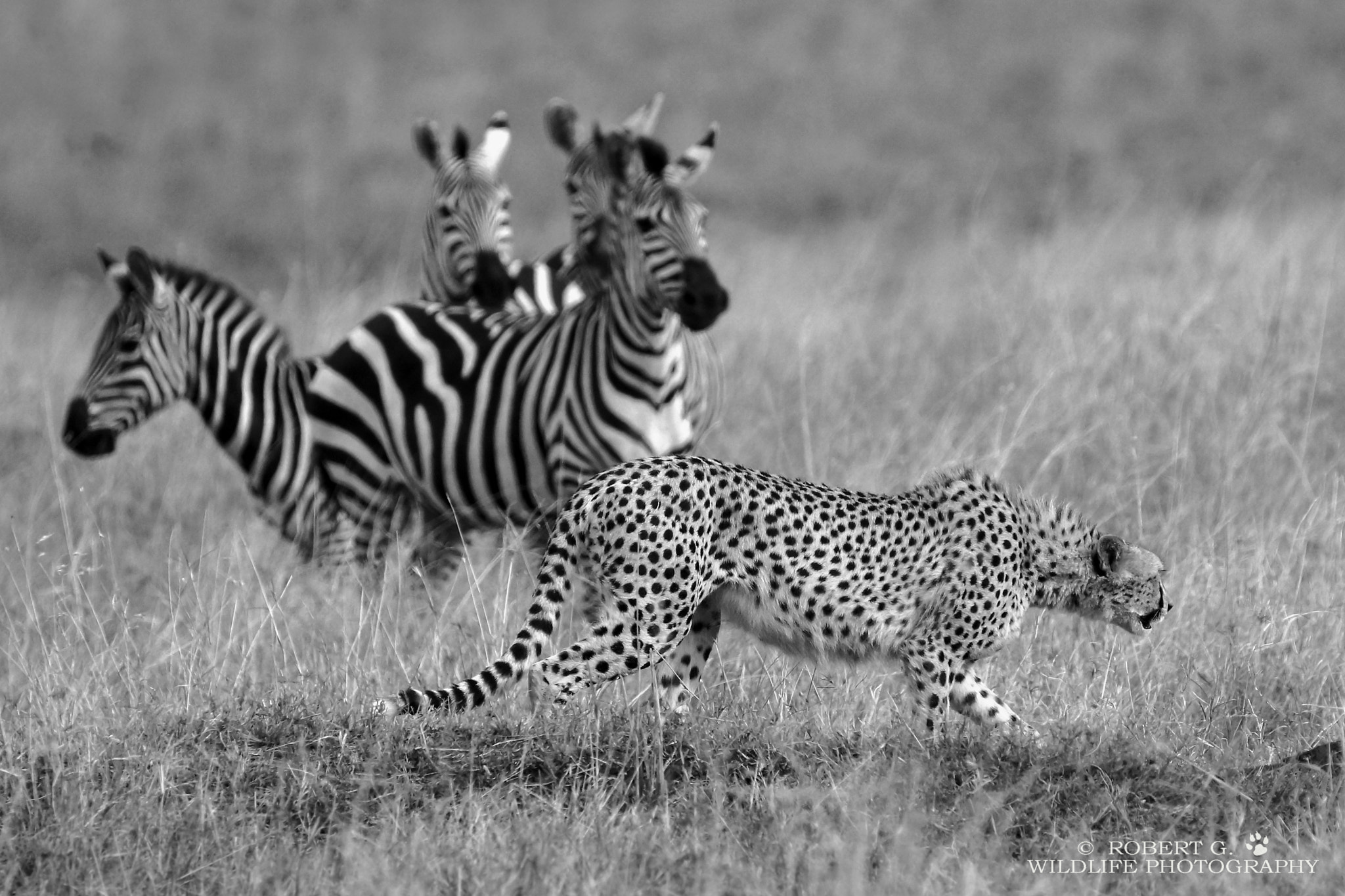 Sony SLT-A77 + Tamron SP 150-600mm F5-6.3 Di VC USD sample photo. Hunting cheetah   black an white serie photography