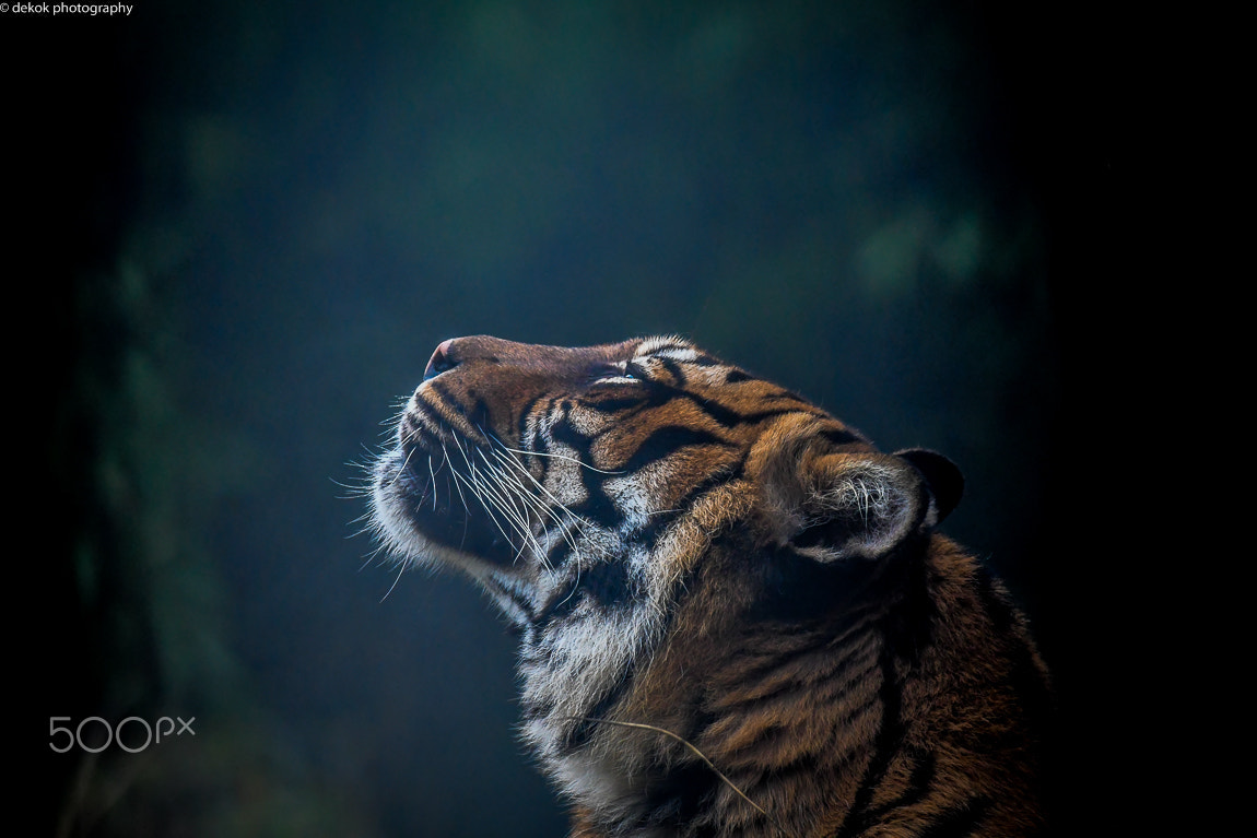 Nikon D500 sample photo. Tiger posing for the camera .. photography