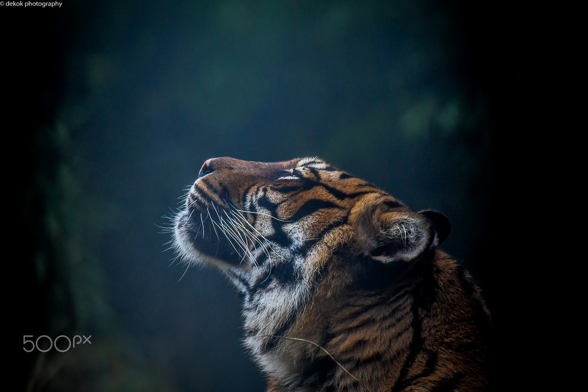 Sigma 150-600mm F5-6.3 DG OS HSM | C sample photo. Tiger posing for the camera .. photography