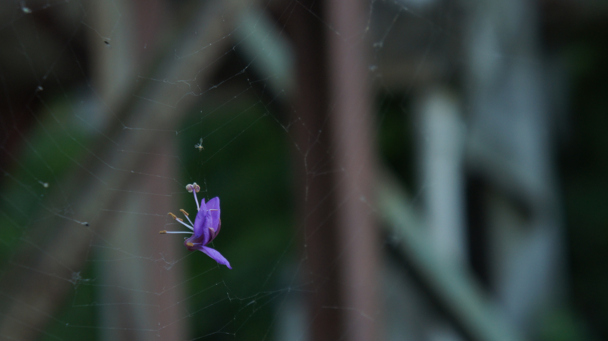 Sony E 18-55mm F3.5-5.6 OSS sample photo. Beauty spider photography