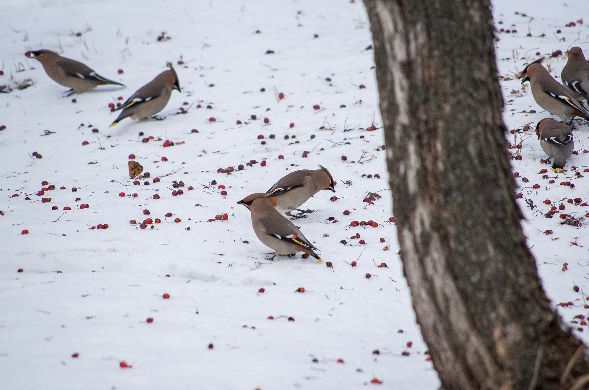 Pentax K-30 sample photo. The bohemian waxwing // bombycilla garrulus photography