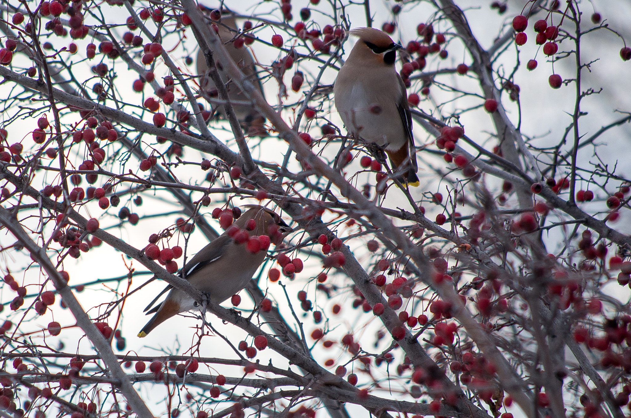 HD Pentax DA 55-300mm F4.0-5.8 ED WR sample photo. The bohemian waxwing // bombycilla garrulus photography