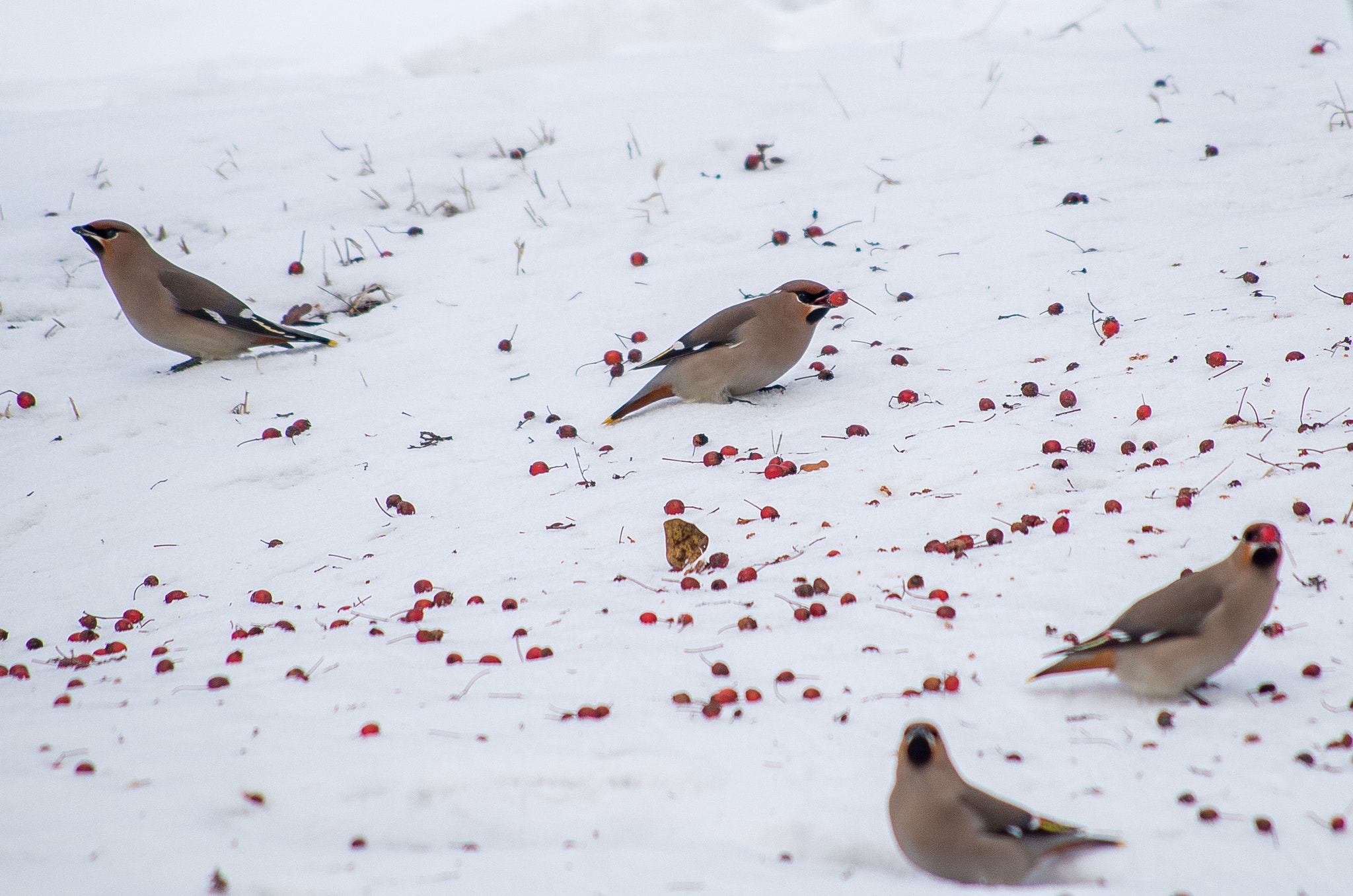 Pentax K-30 sample photo. The bohemian waxwing // bombycilla garrulus photography