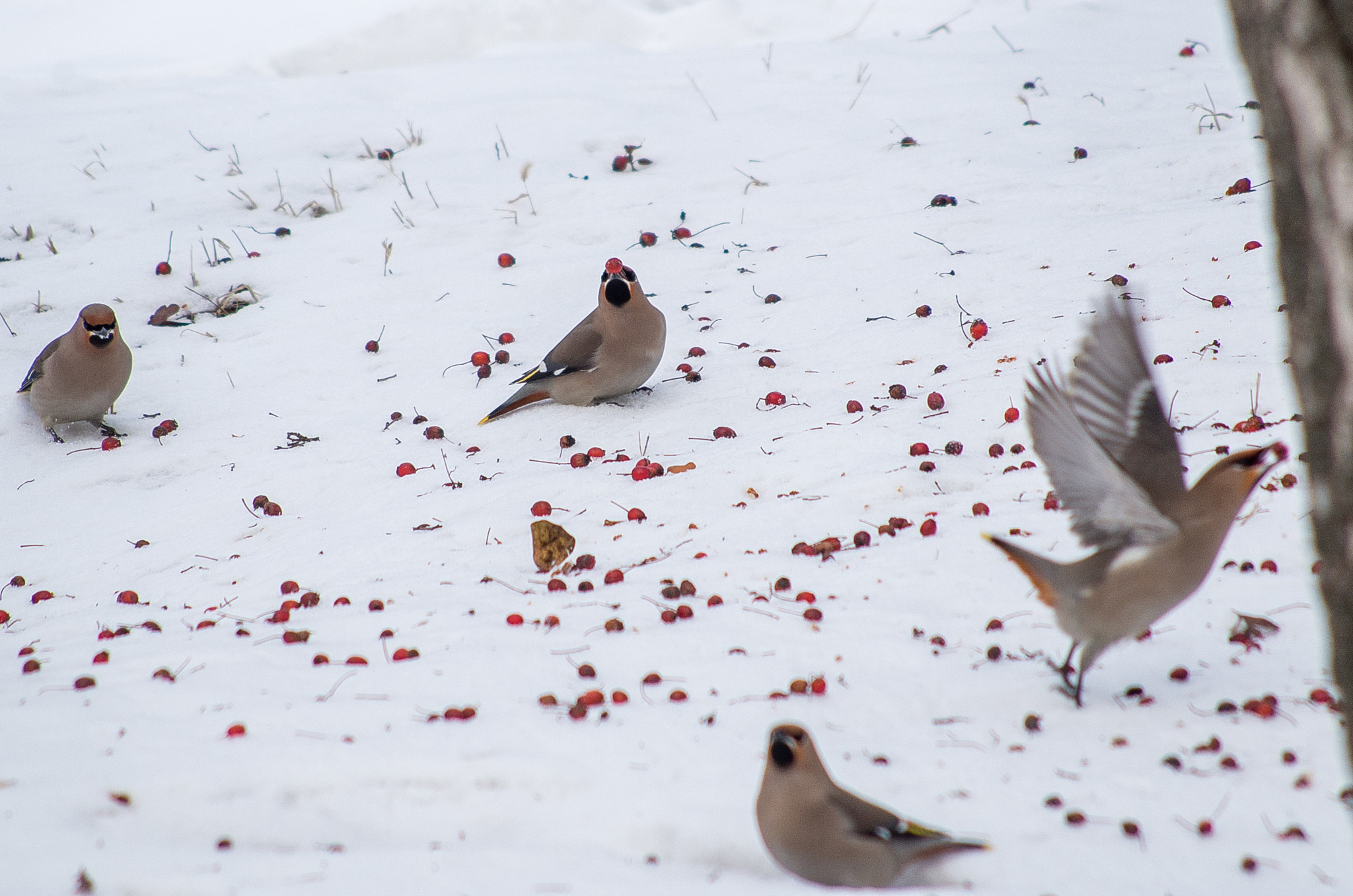 HD Pentax DA 55-300mm F4.0-5.8 ED WR sample photo. The bohemian waxwing // bombycilla garrulus photography