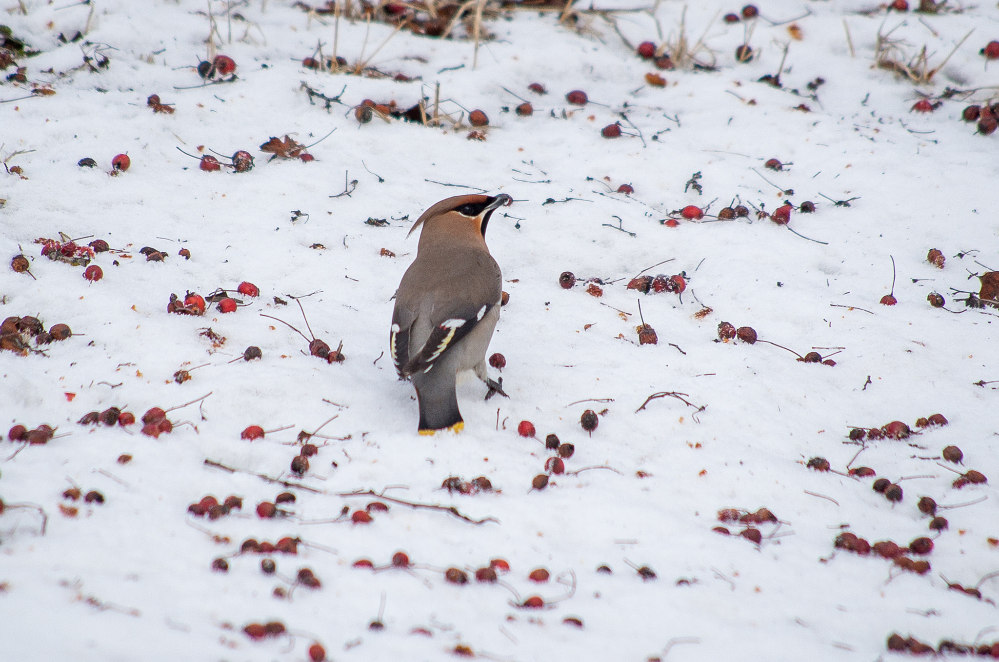 HD Pentax DA 55-300mm F4.0-5.8 ED WR sample photo. The bohemian waxwing // bombycilla garrulus photography
