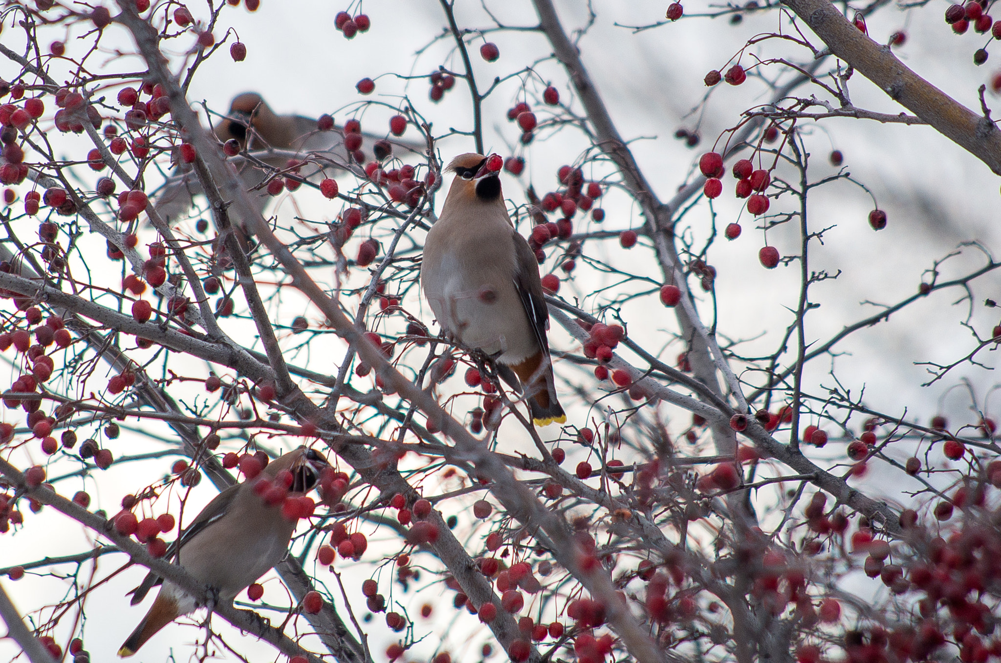 HD Pentax DA 55-300mm F4.0-5.8 ED WR sample photo. The bohemian waxwing // bombycilla garrulus photography