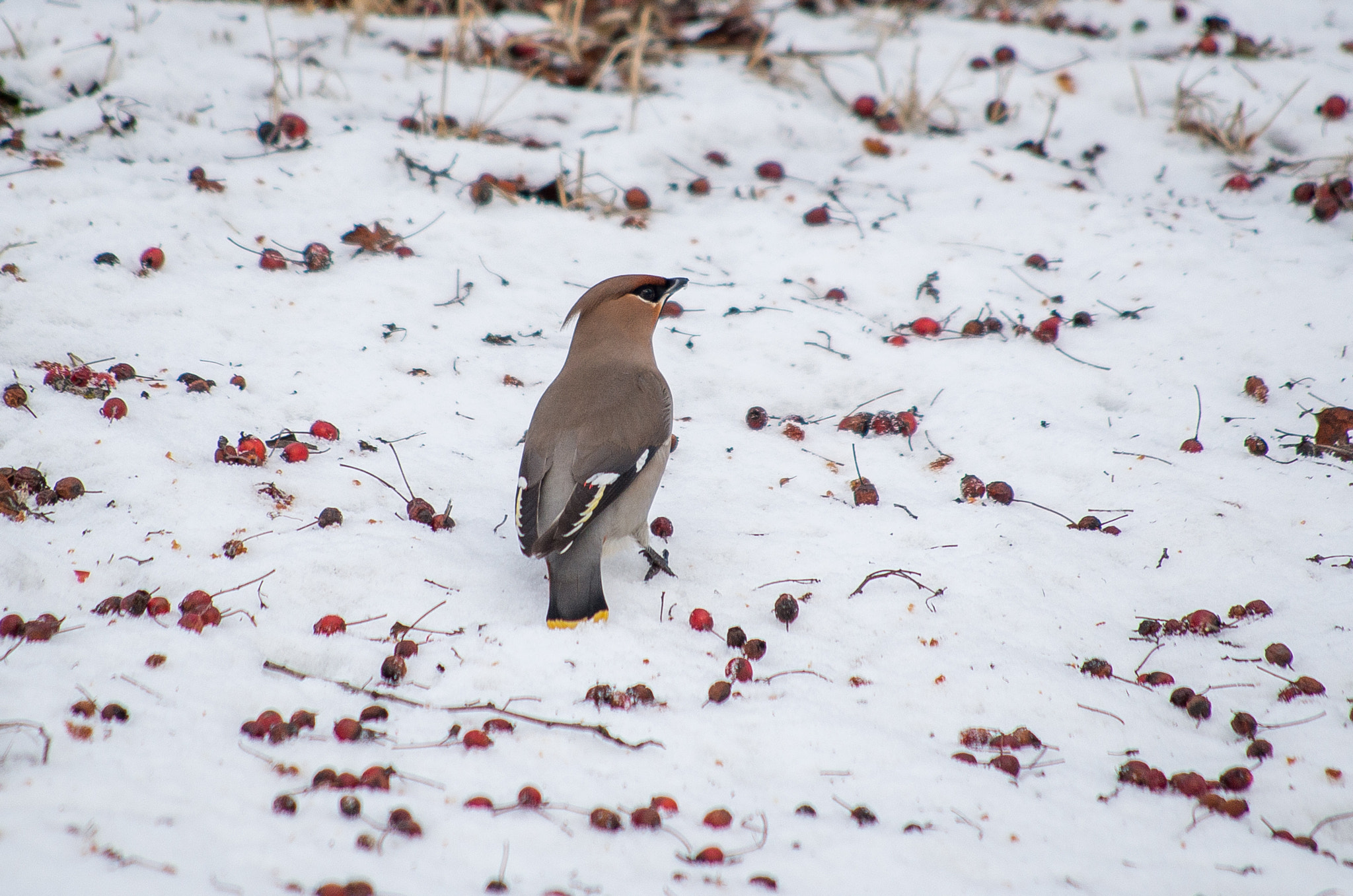 HD Pentax DA 55-300mm F4.0-5.8 ED WR sample photo. The bohemian waxwing // bombycilla garrulus photography