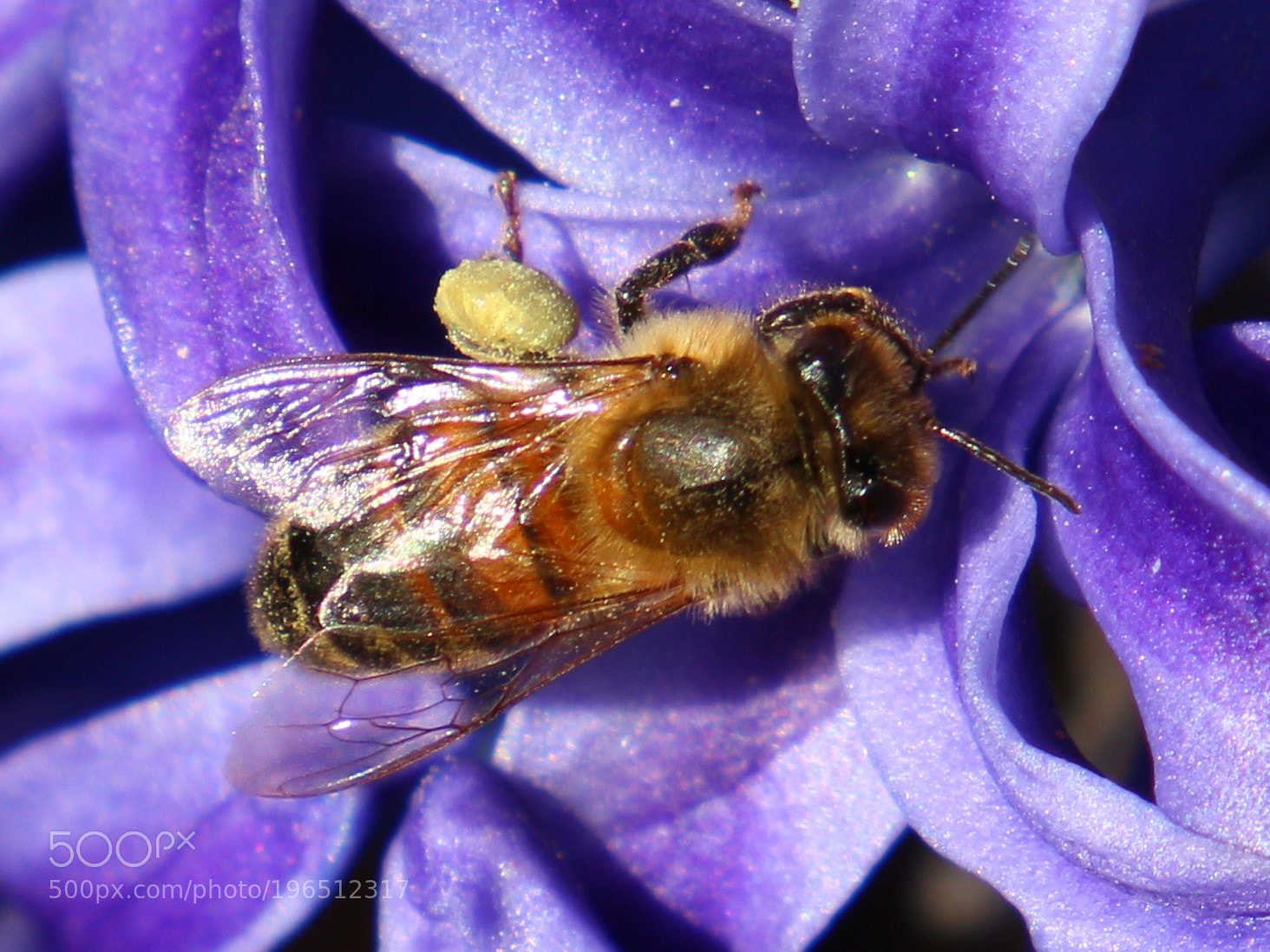 Canon EOS 700D (EOS Rebel T5i / EOS Kiss X7i) sample photo. Honey bee photography