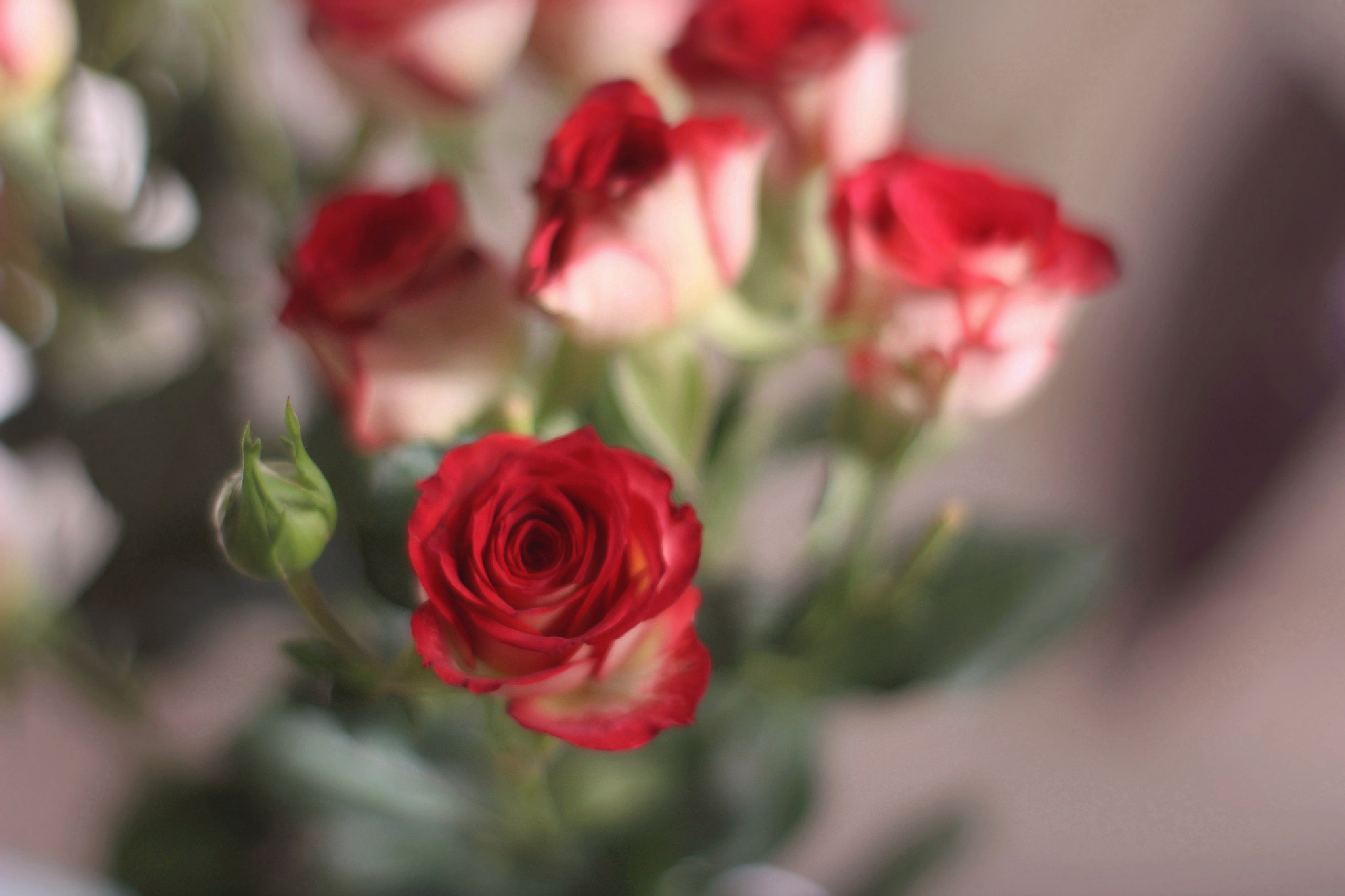 Canon 50mm sample photo. Explosions photography