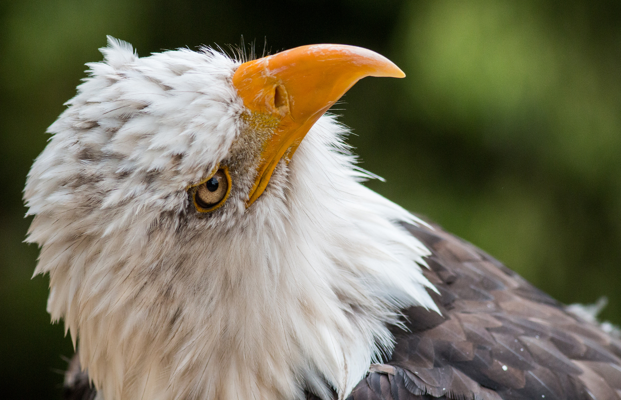 Canon EOS 70D + Canon EF 400mm F5.6L USM sample photo. Bald eagle photography