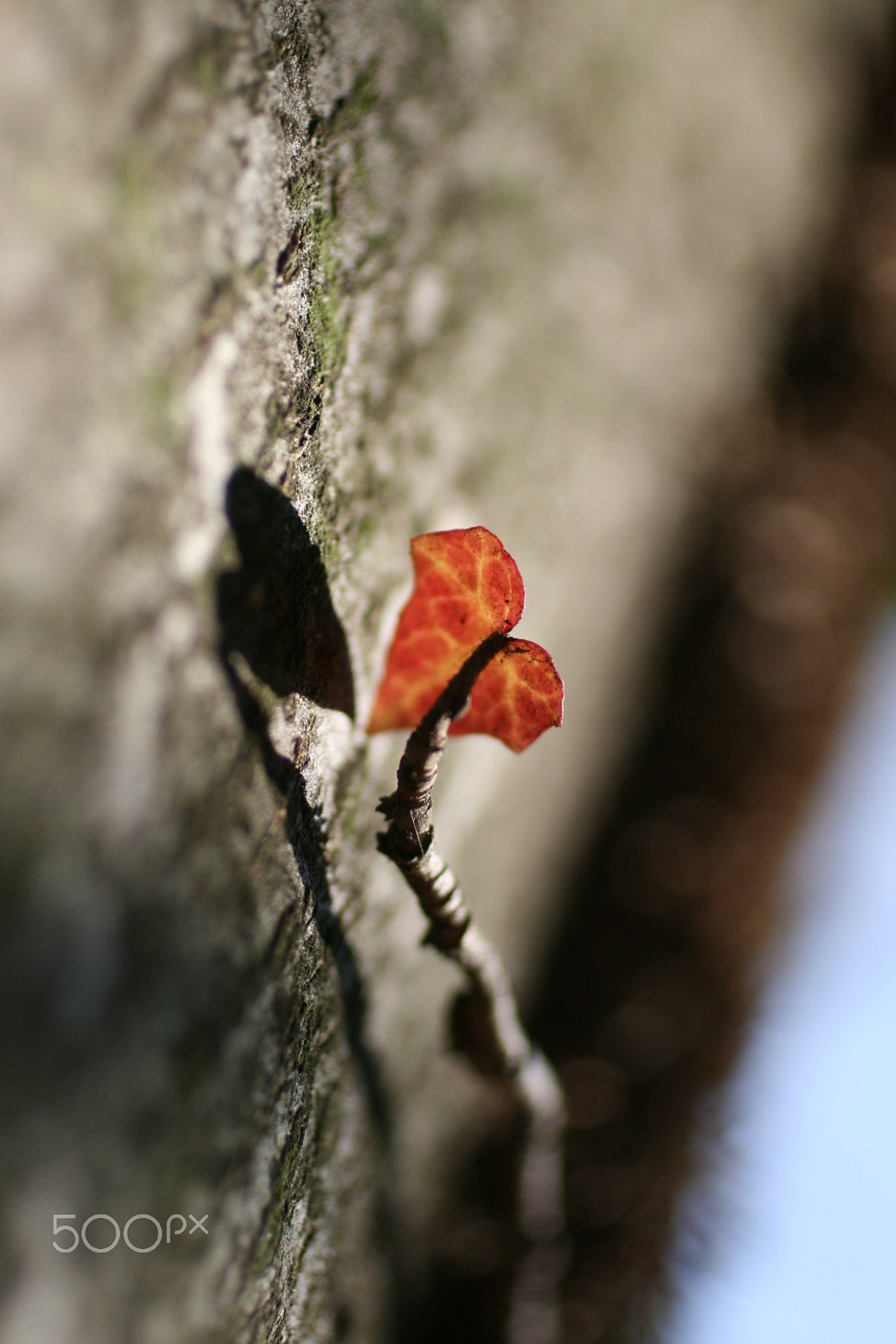 Canon EOS 400D (EOS Digital Rebel XTi / EOS Kiss Digital X) + Canon EF 50mm F2.5 Macro sample photo. Hearth of the forest photography