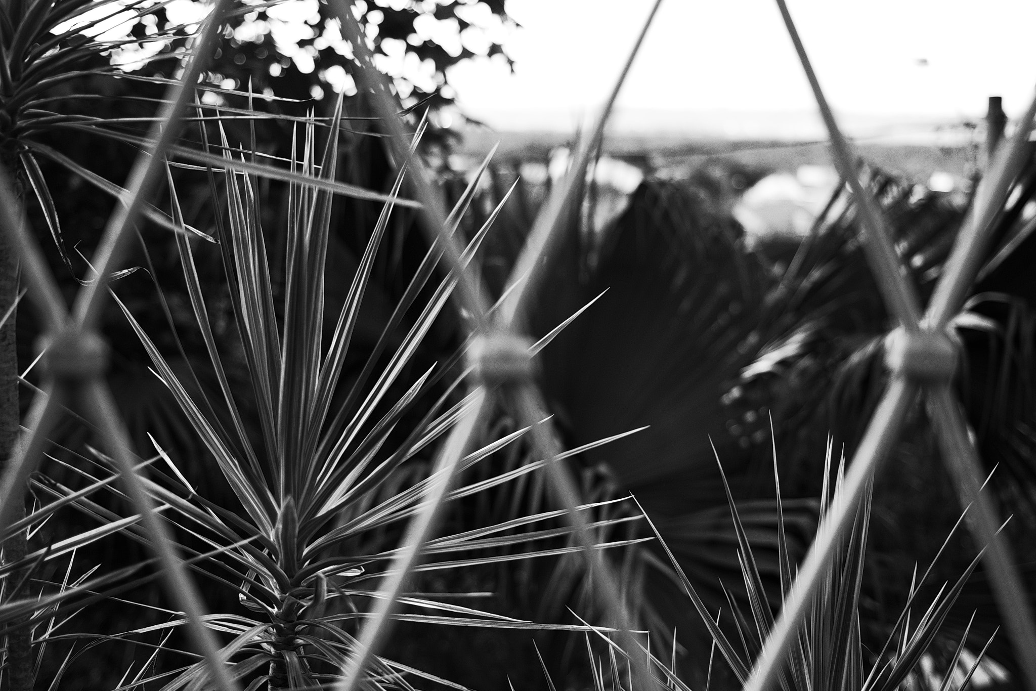 Canon EOS 100D (EOS Rebel SL1 / EOS Kiss X7) + Canon EF 40mm F2.8 STM sample photo. Spikes photography