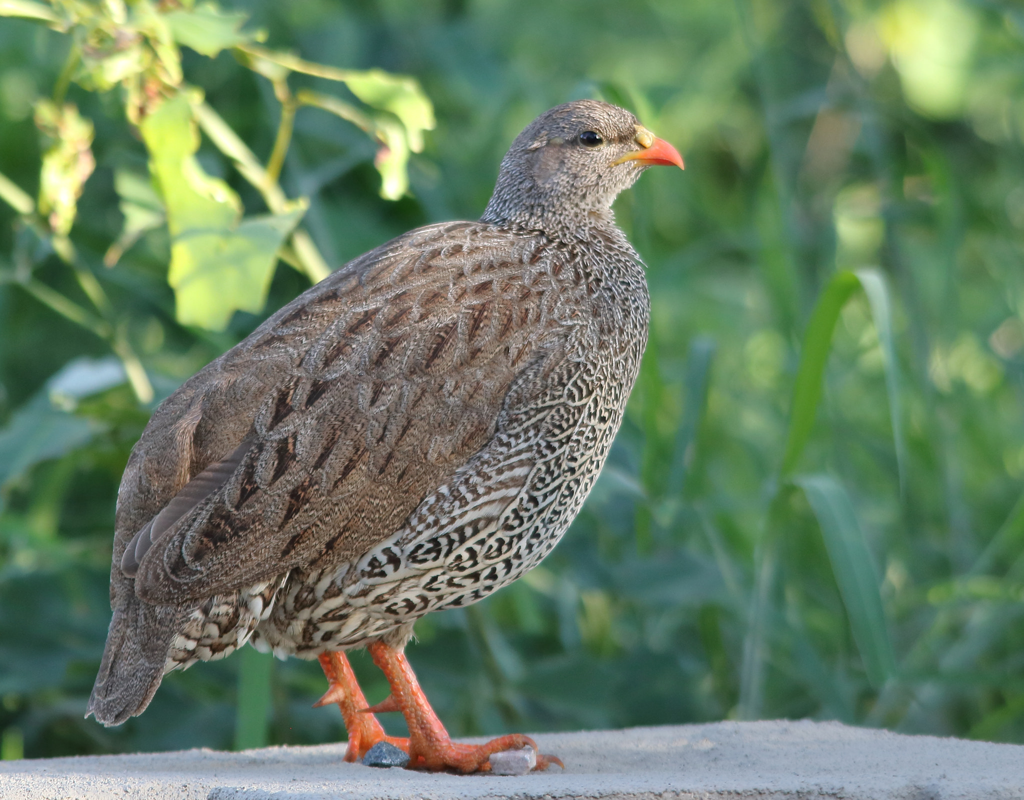 Canon EOS 750D (EOS Rebel T6i / EOS Kiss X8i) + Sigma 150-500mm F5-6.3 DG OS HSM sample photo. Natal spurfowl photography