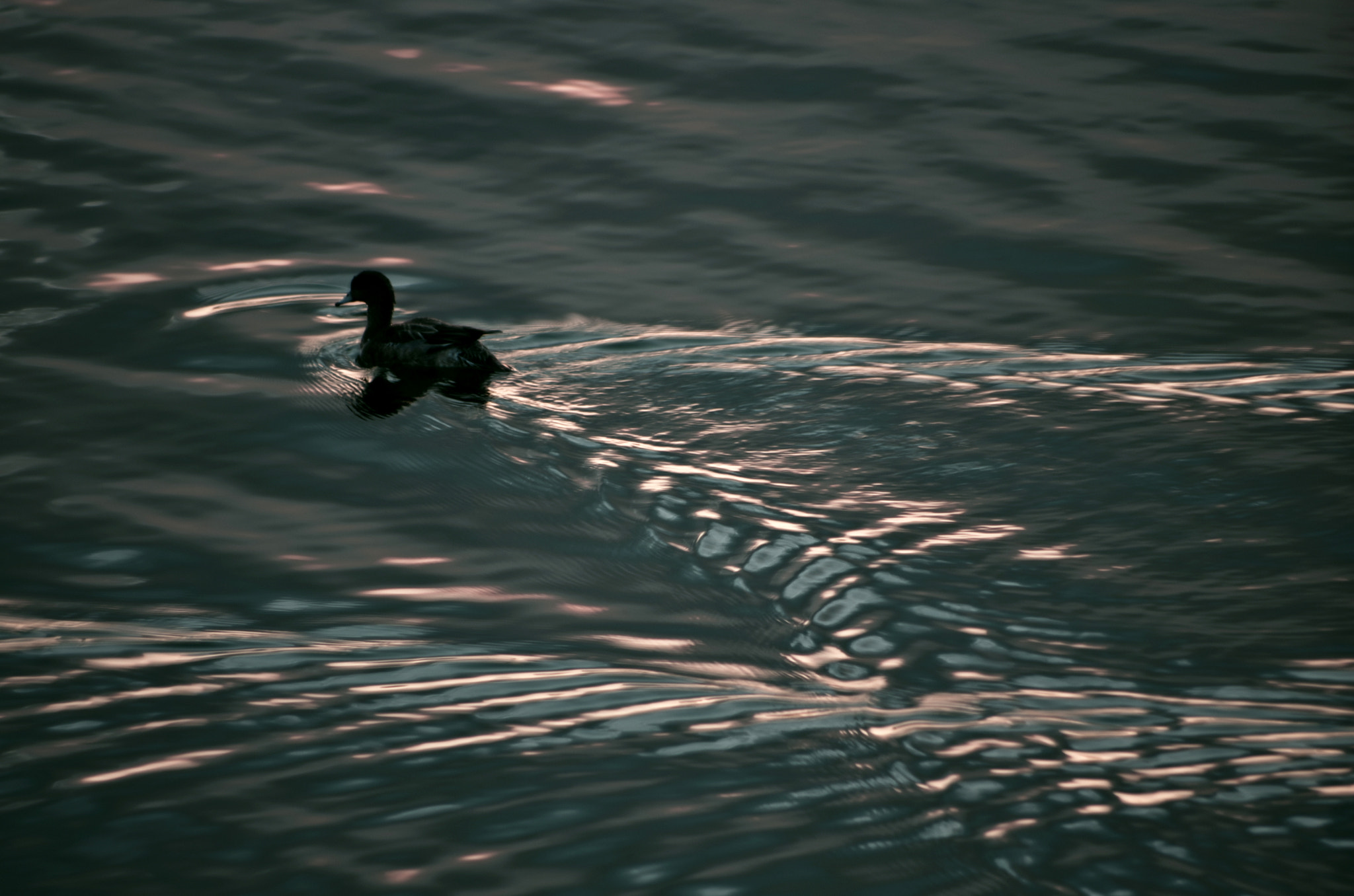 smc PENTAX-DA L 55-300mm F4-5.8 ED sample photo. Ripple 6 photography