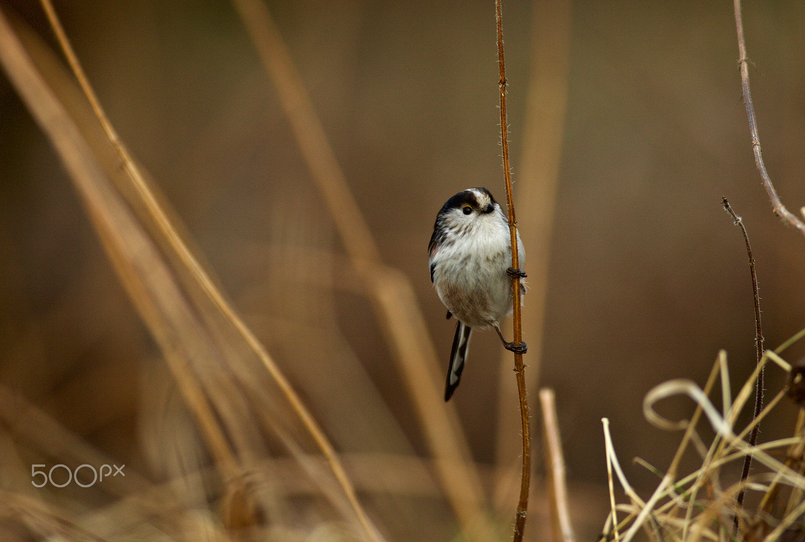 Canon EF 200-400mm F4L IS USM Extender 1.4x sample photo. Mlynařík dlouhoocasý  (aegithalos caudatus) photography
