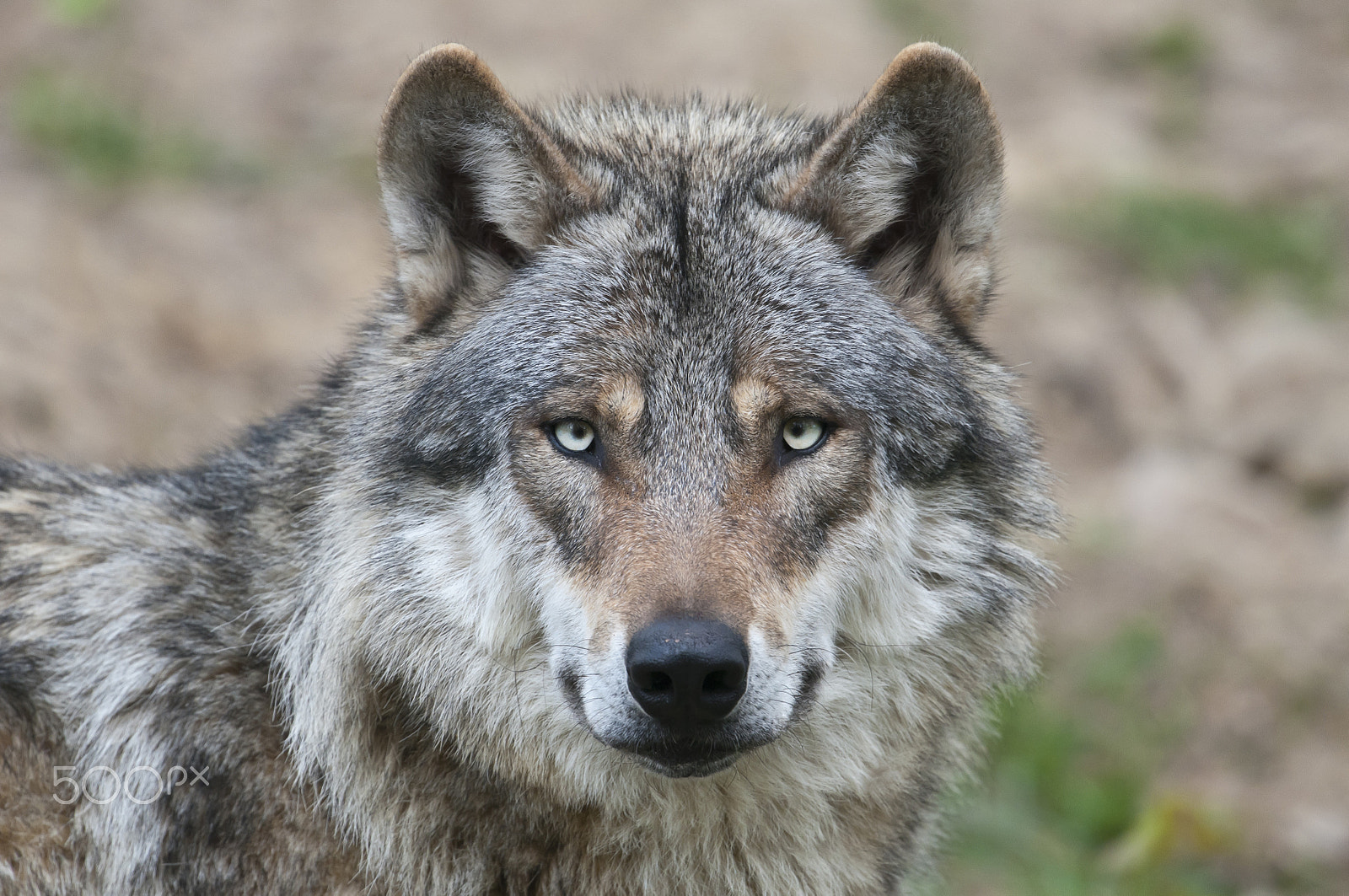 Nikon D300 + Nikon AF-S Nikkor 500mm F4G ED VR sample photo. Europscher wolf ,(canis lupus, european grey wolf photography