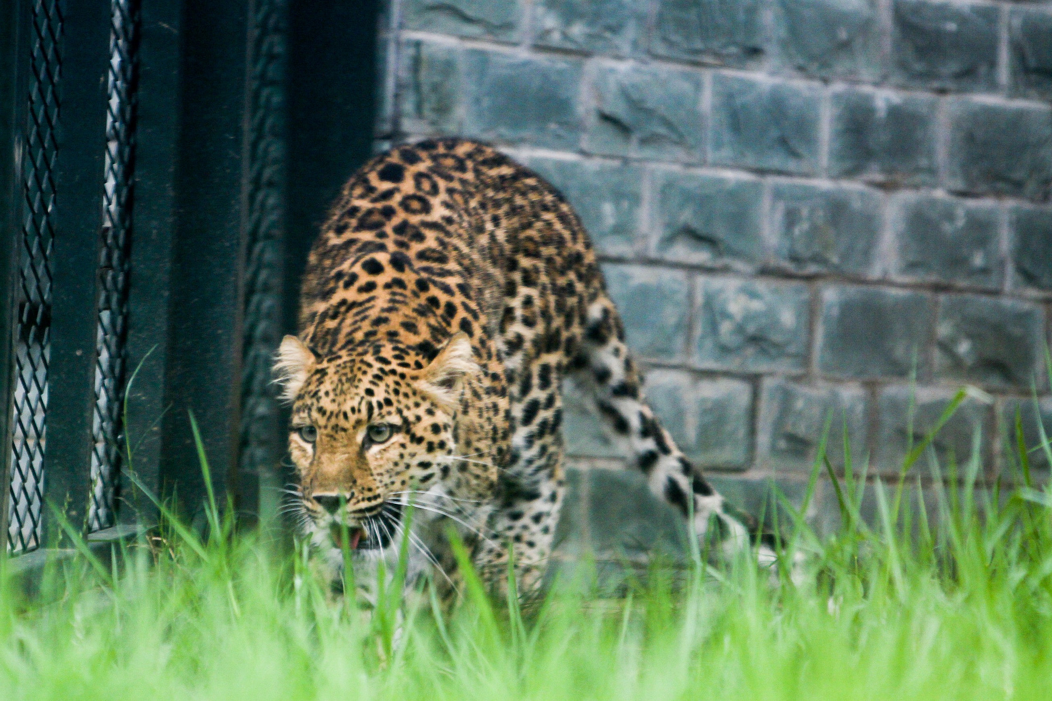 Canon EF 70-200mm F2.8L IS USM sample photo