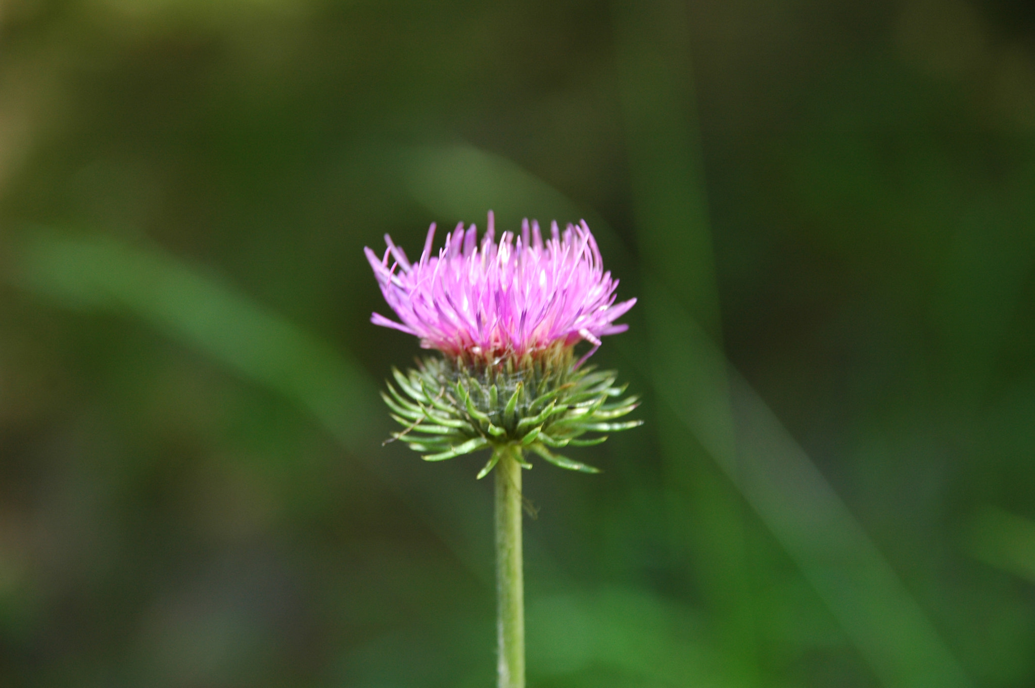 Nikon D70s + Sigma 18-200mm F3.5-6.3 DC sample photo. Dsc photography