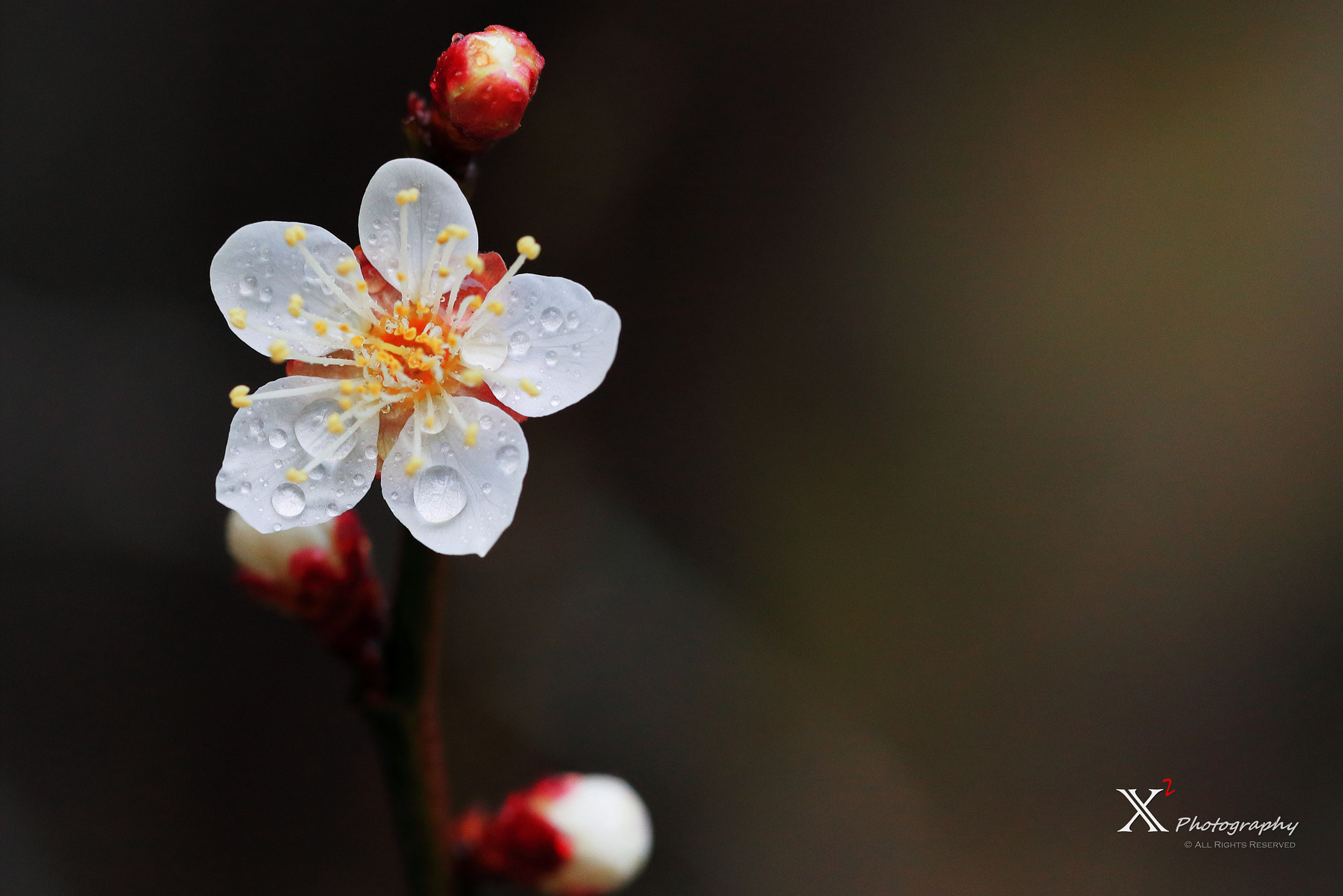 Canon EF 180mm F3.5L Macro USM sample photo. 梅花 wintersweet photography