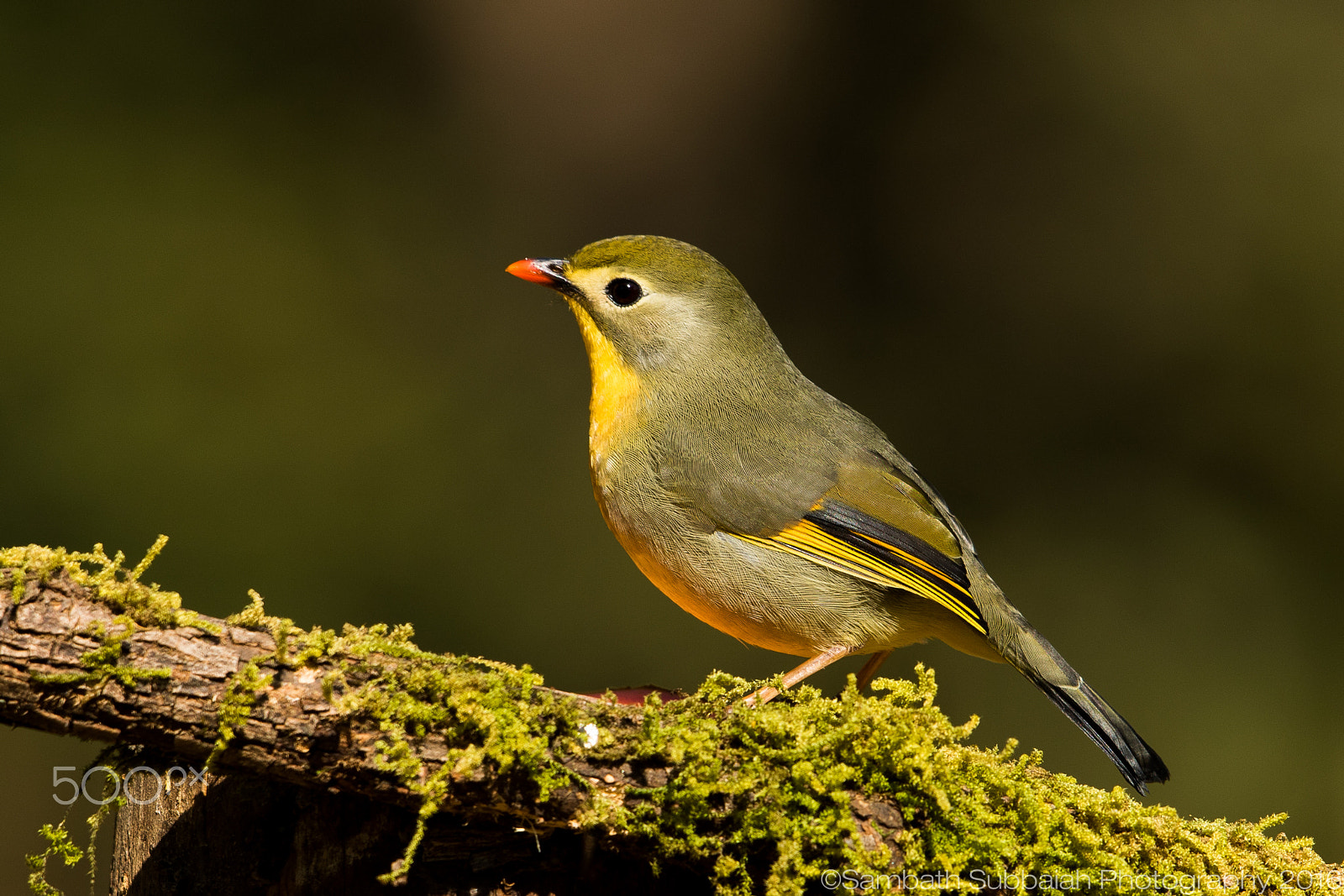 Canon EF 500mm F4L IS II USM sample photo. Red billed leothrix photography