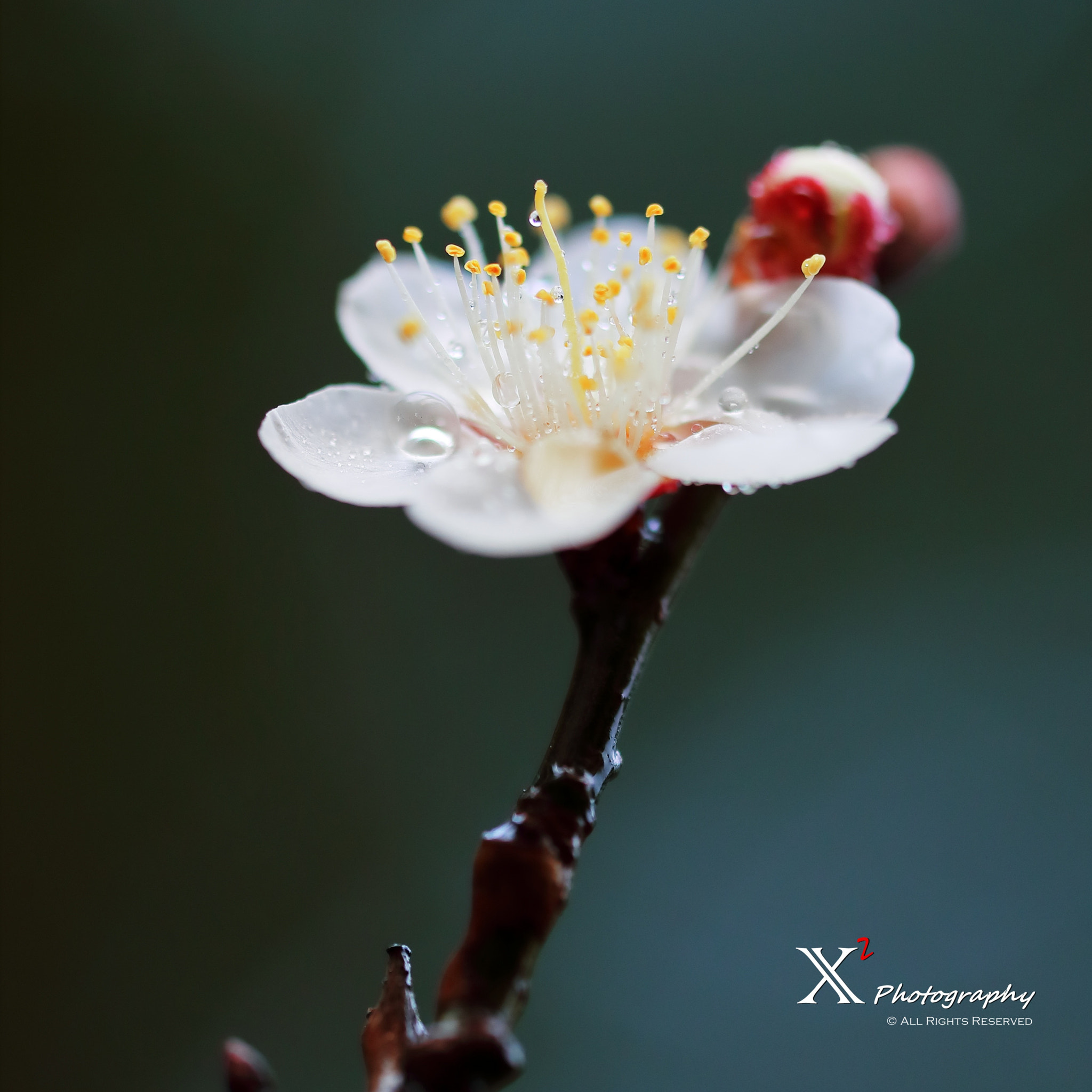 Canon EF 180mm F3.5L Macro USM sample photo. 梅花 photography