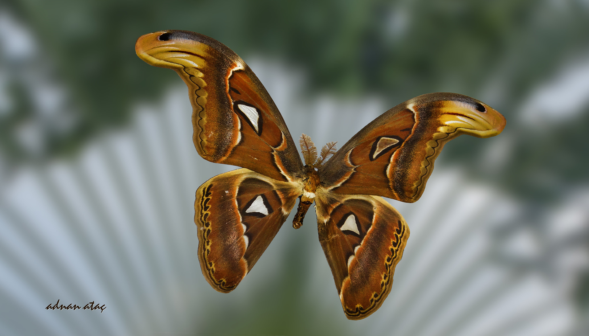 Sigma 50-500mm F4.5-6.3 DG OS HSM sample photo. Atlas kelebeği - attacus atlas - atlas moth snake's head moth photography