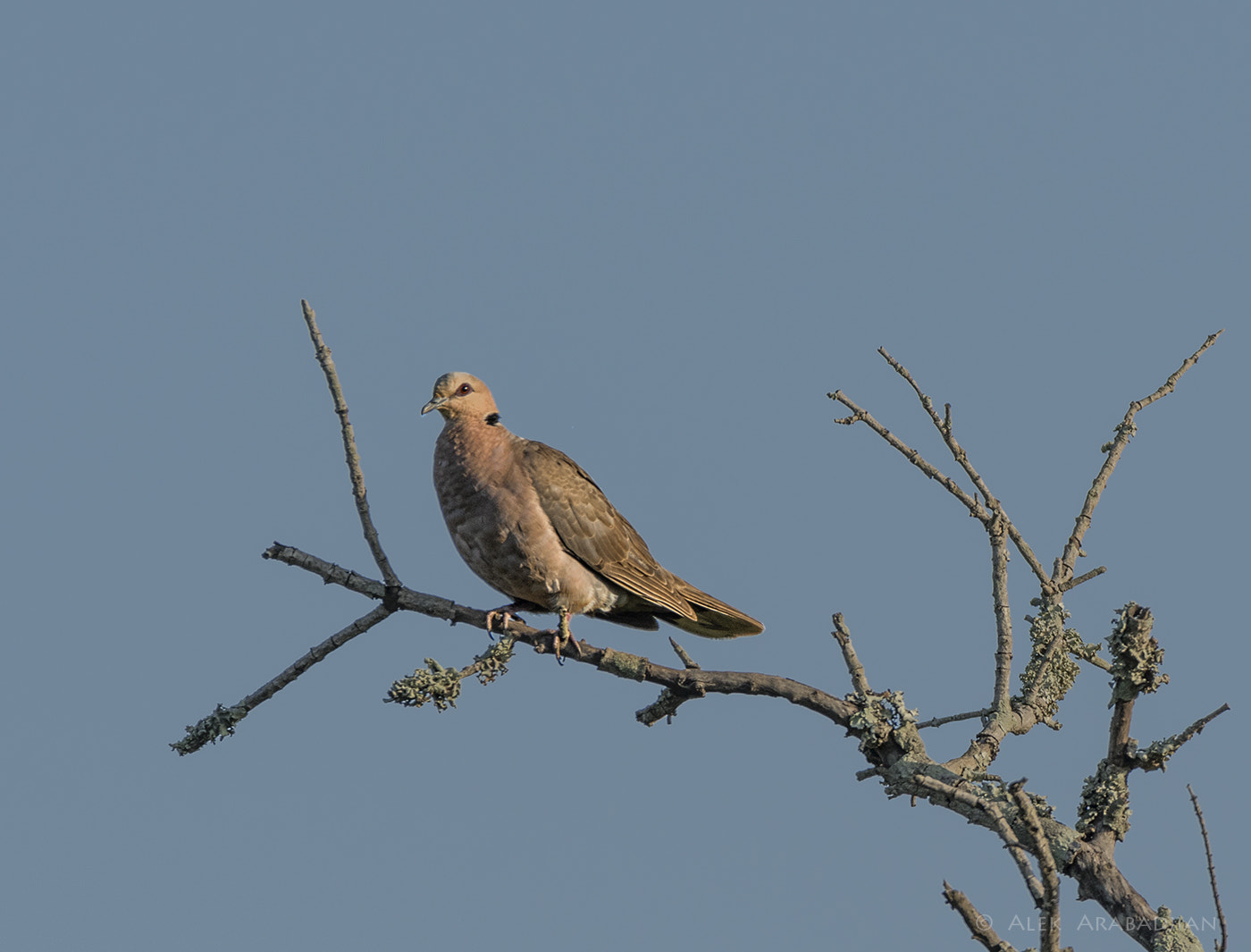 Sigma 150-600mm F5-6.3 DG OS HSM | C sample photo. My red eyes photography