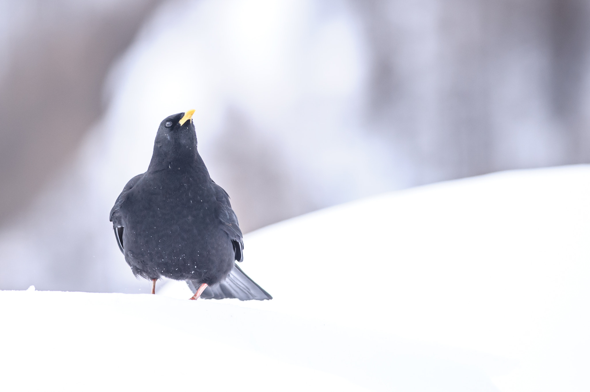 Nikon D700 + Nikon AF-S Nikkor 300mm F4D ED-IF sample photo. Yellow-billed chough photography