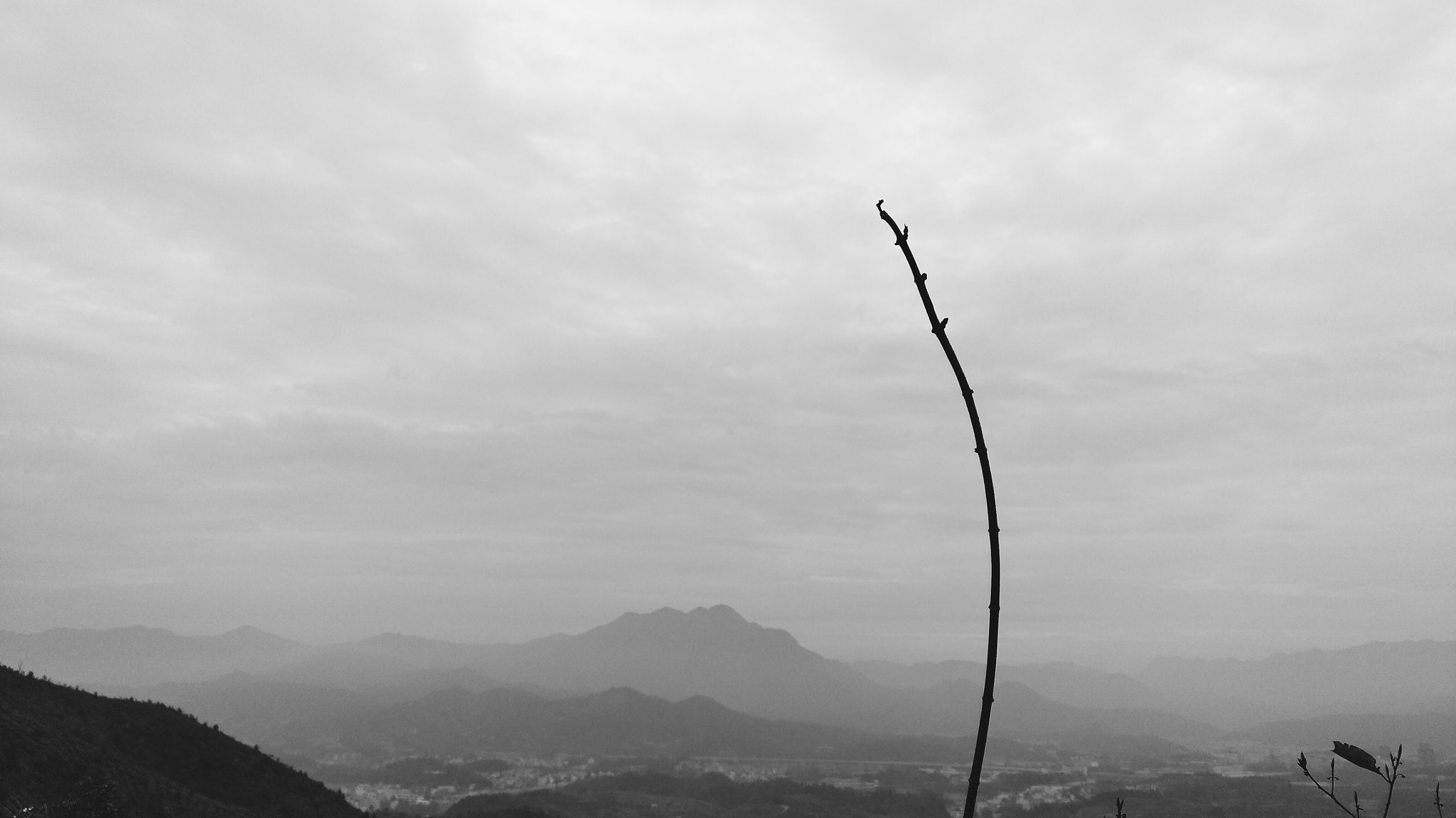 nubia Z11 MINI sample photo. Branch photography