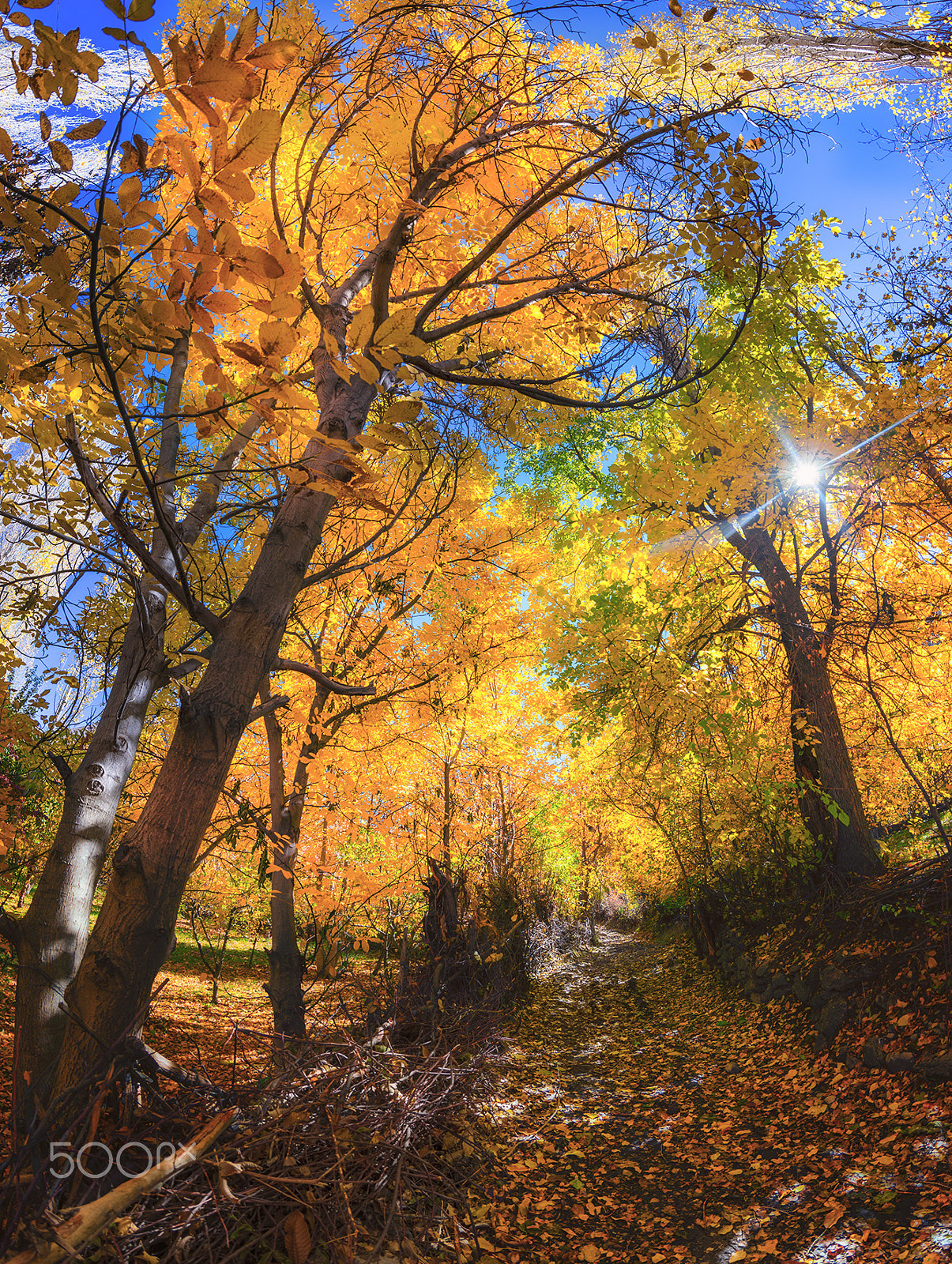 Nikon D810 + Samyang 12mm F2.8 ED AS NCS Fisheye sample photo. Autumn road photography