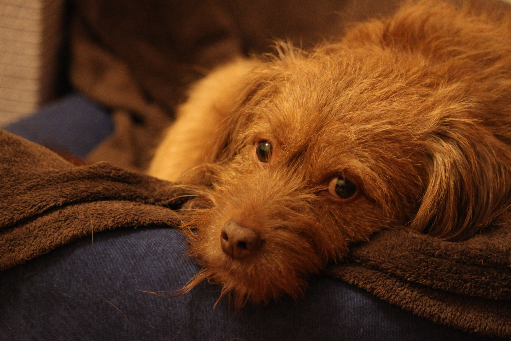 Canon EF-S 55-250mm F4-5.6 IS sample photo. What are tou looking at? photography