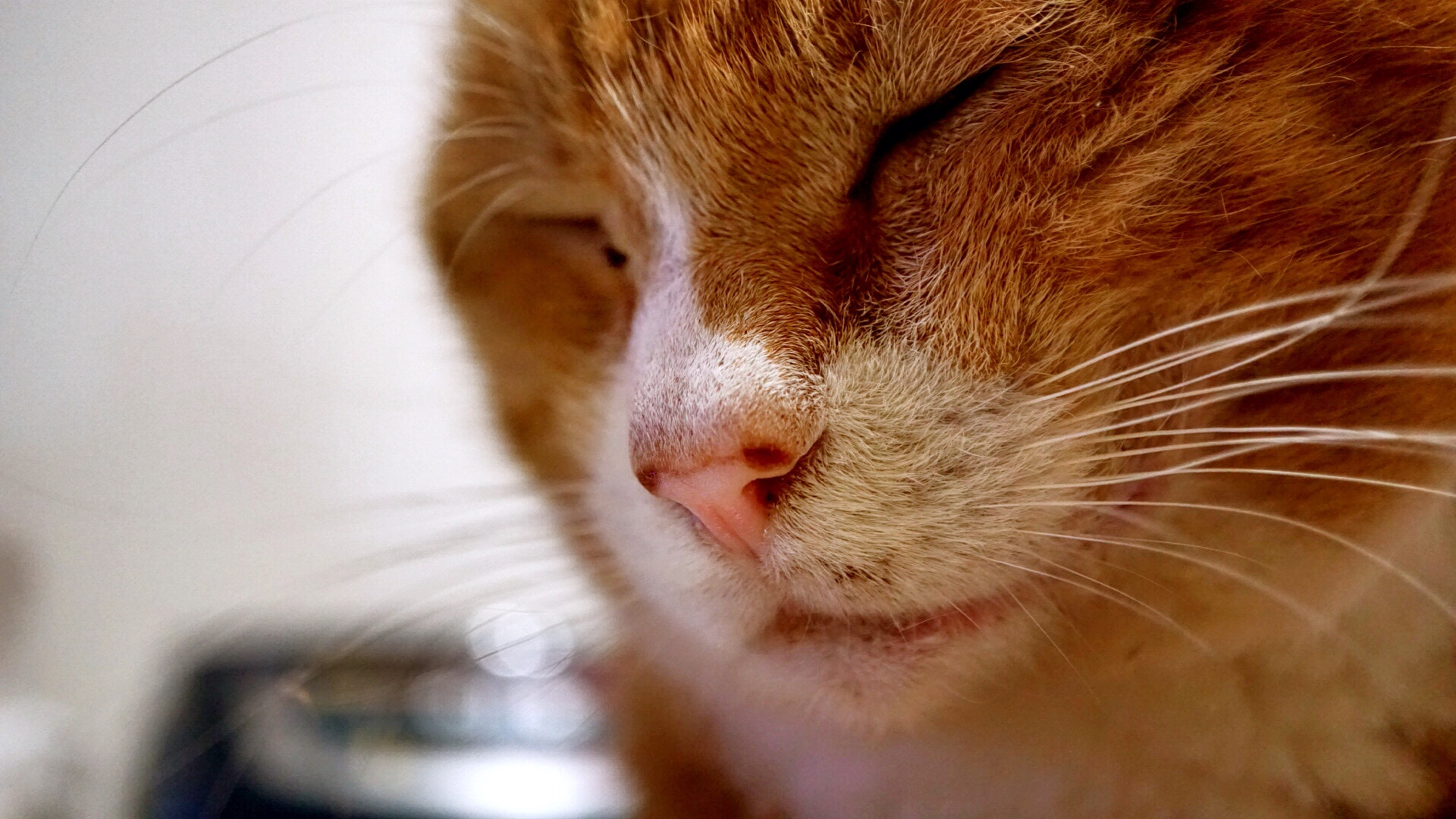 Sony E 30mm F3.5 sample photo. Pussy cat nap photography