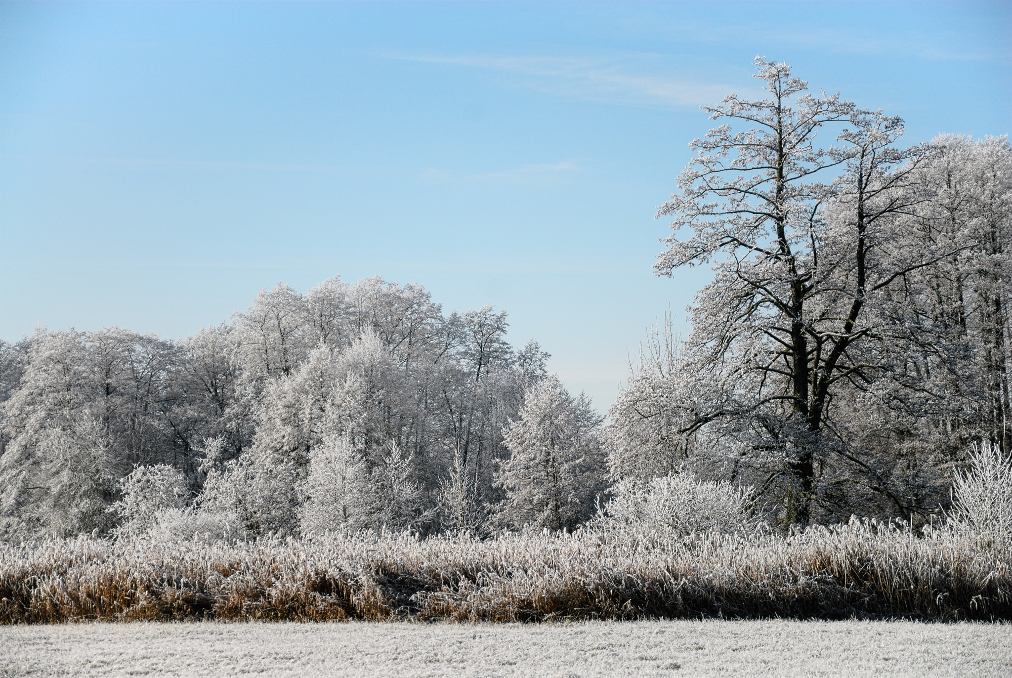 Nikon D200 sample photo. In winter photography