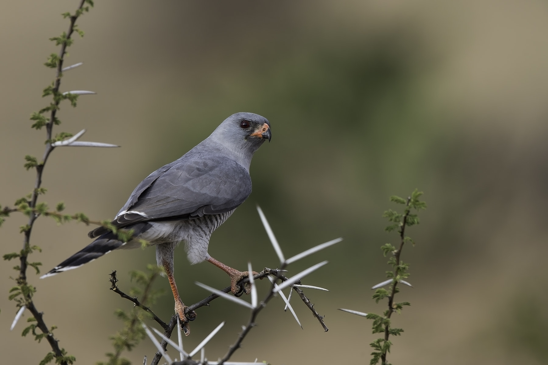 Canon EF 600mm F4L IS II USM sample photo. Lizard buzzard photography