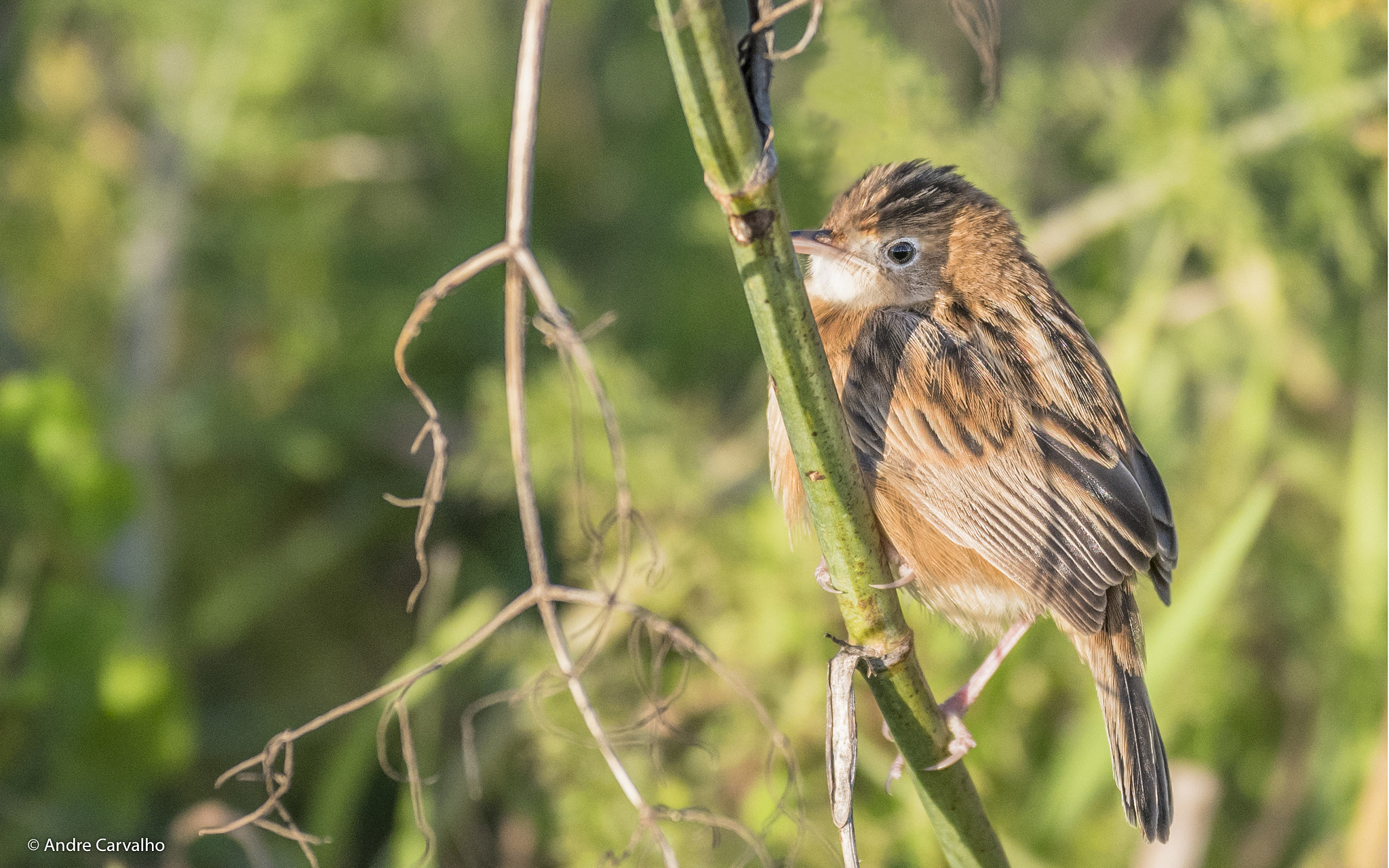Nikon D500 sample photo. Fuinha-dos-juncos (cisticola juncidis) photography
